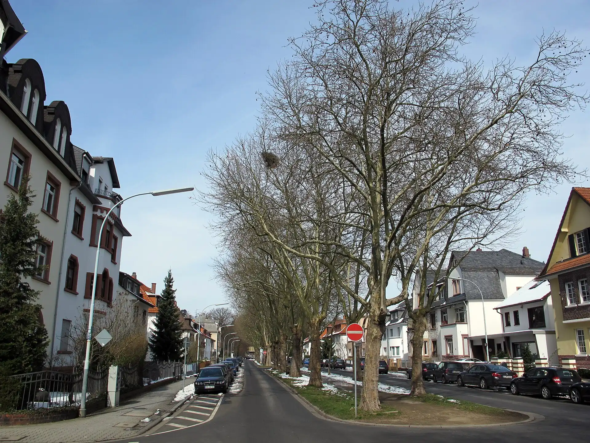 Allee an einer Wohnstraße in Neu-Isenburg