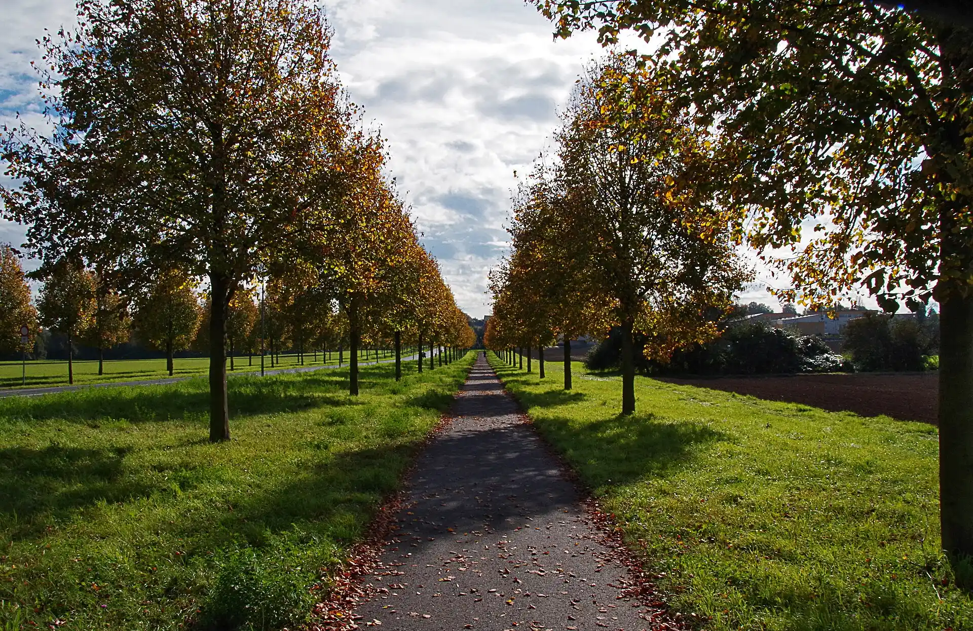 Alleeweg entlang der Homburger Landstraße in Frankfurt