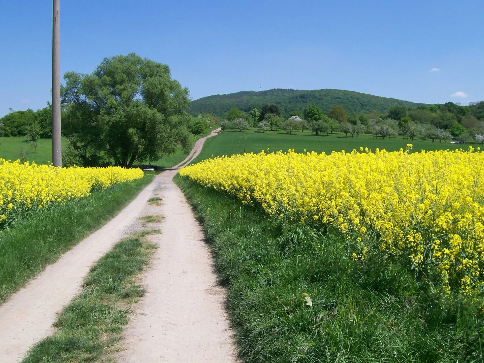 Feldweg am Rapsfeld vor dem Hahnenkamm bei Alzenau