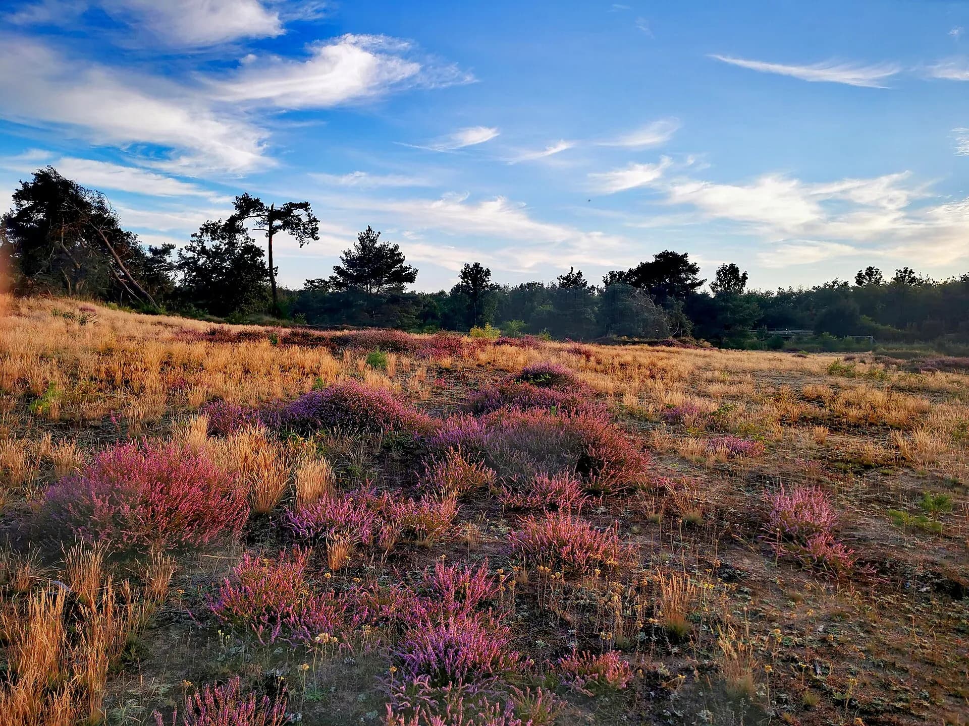 Heideblüte im Naturschutzgebiet Alzenauer Sande