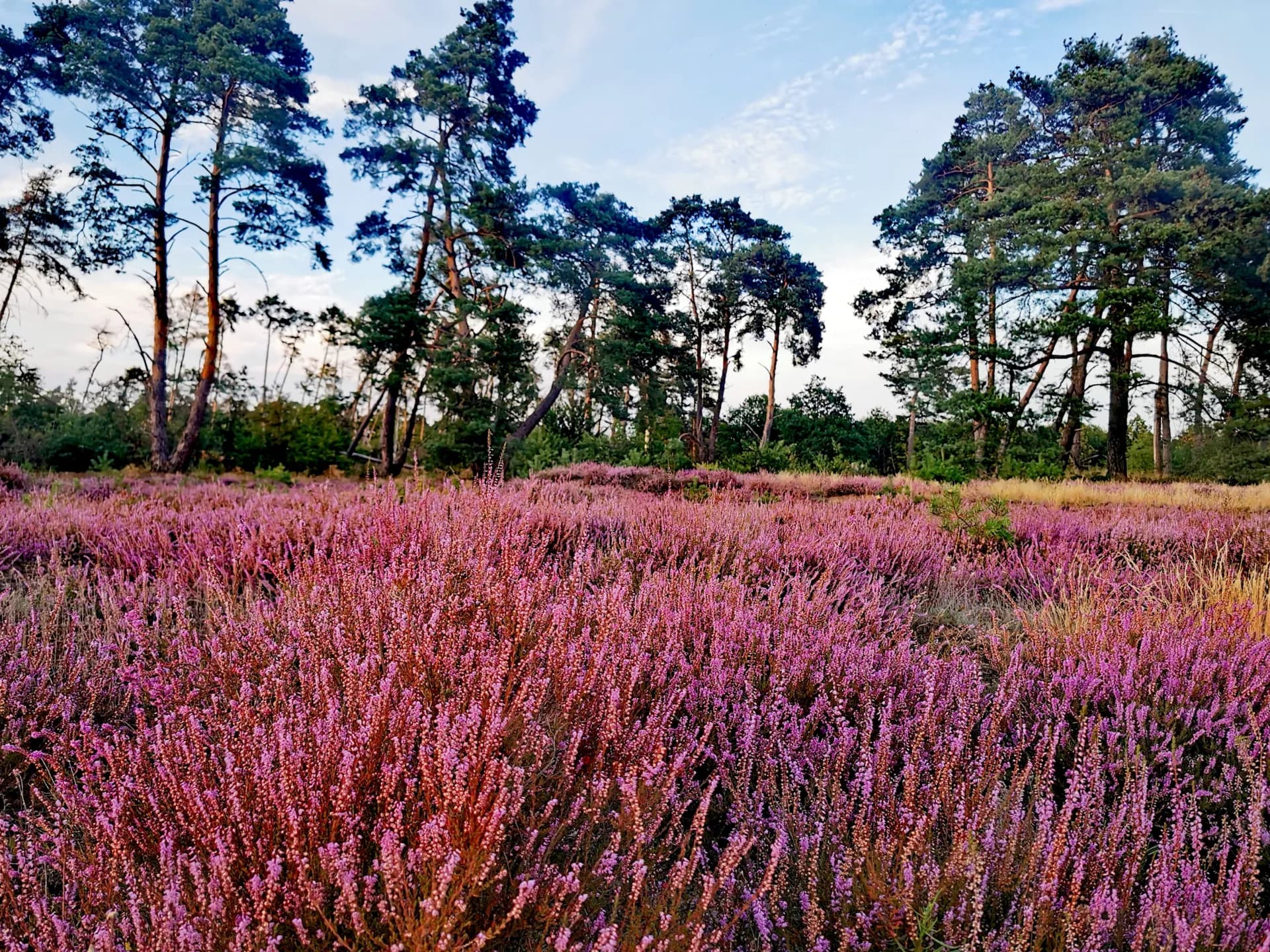 Blühende Heide im Naturschutzgebiet Alzenauer Sande
