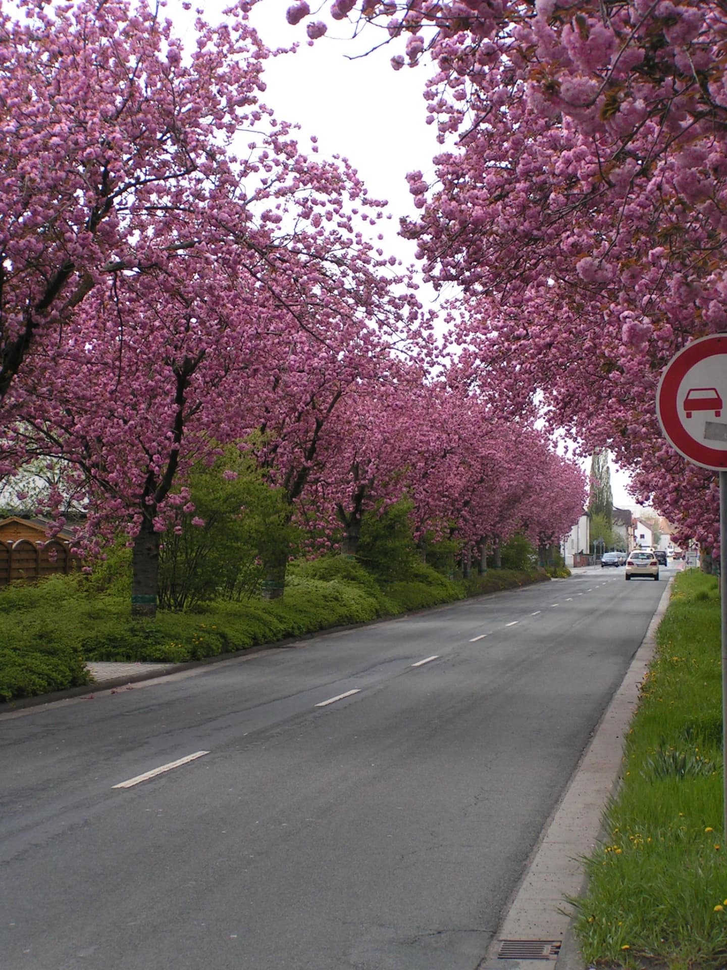 Kirschblüte in der Aschaffenburger Straße in Dieburg