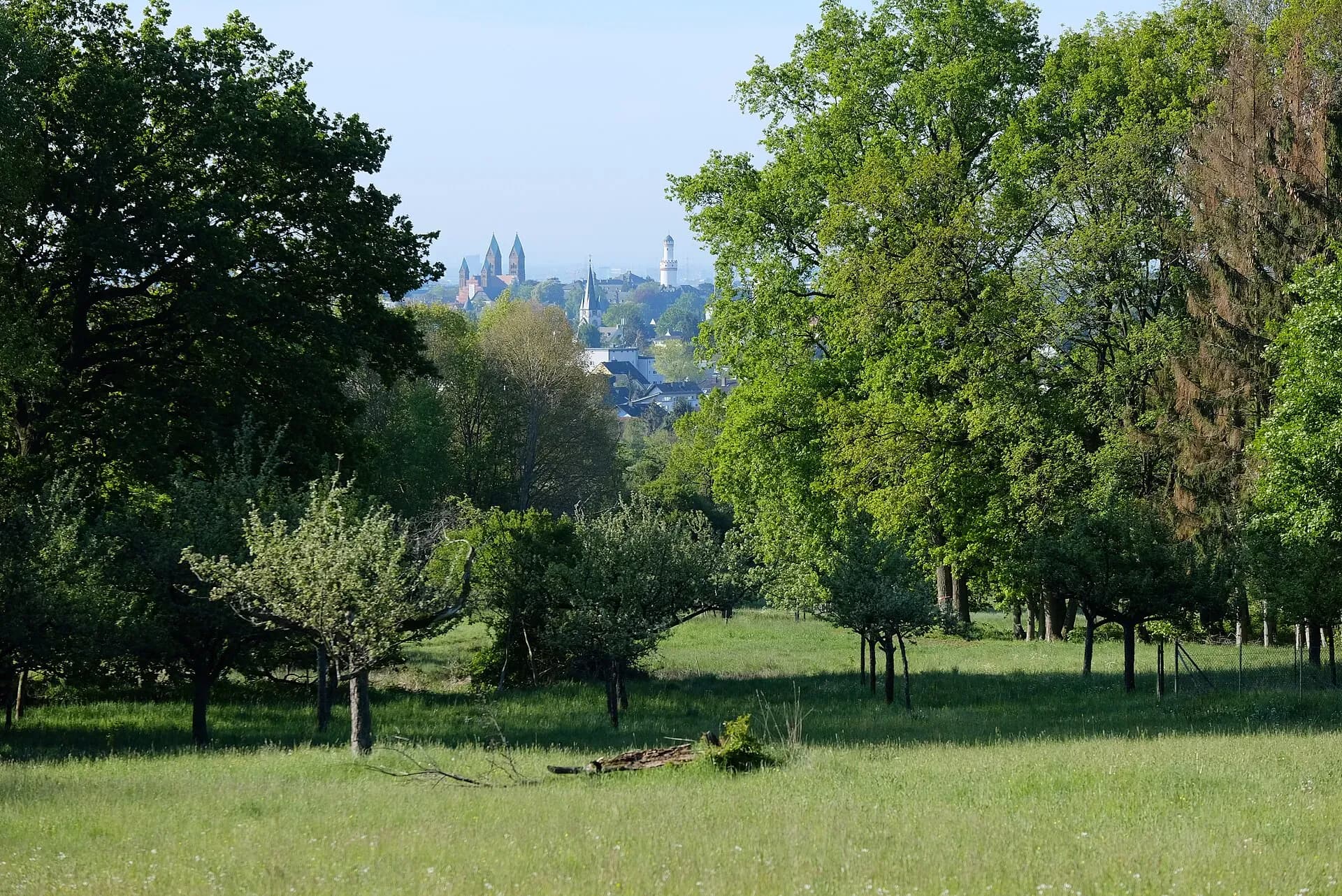Baumgruppe am Rand des Kirdorfer Felds in Bad Homburg-Kirdorf