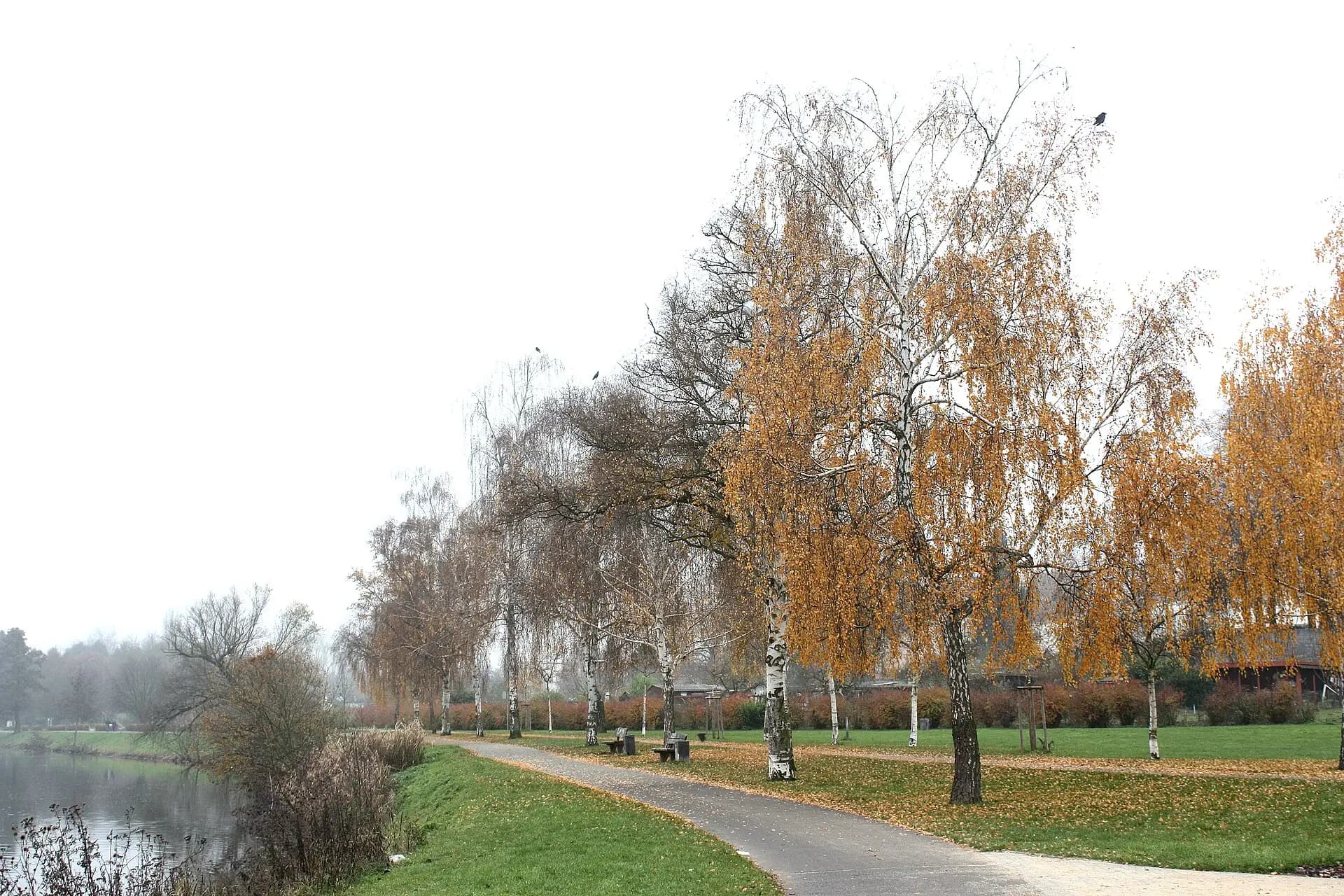 Birkenallee an der Nidda in Frankfurt Heddernheim
