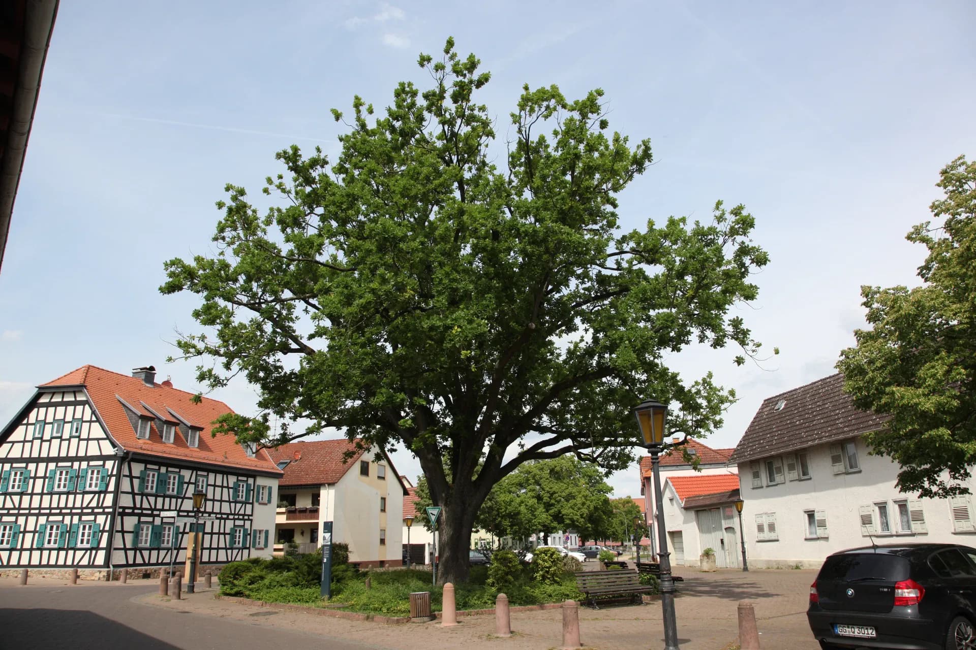 Bismarck-Eiche von Südwesten in Rüsselsheim-Königstädten