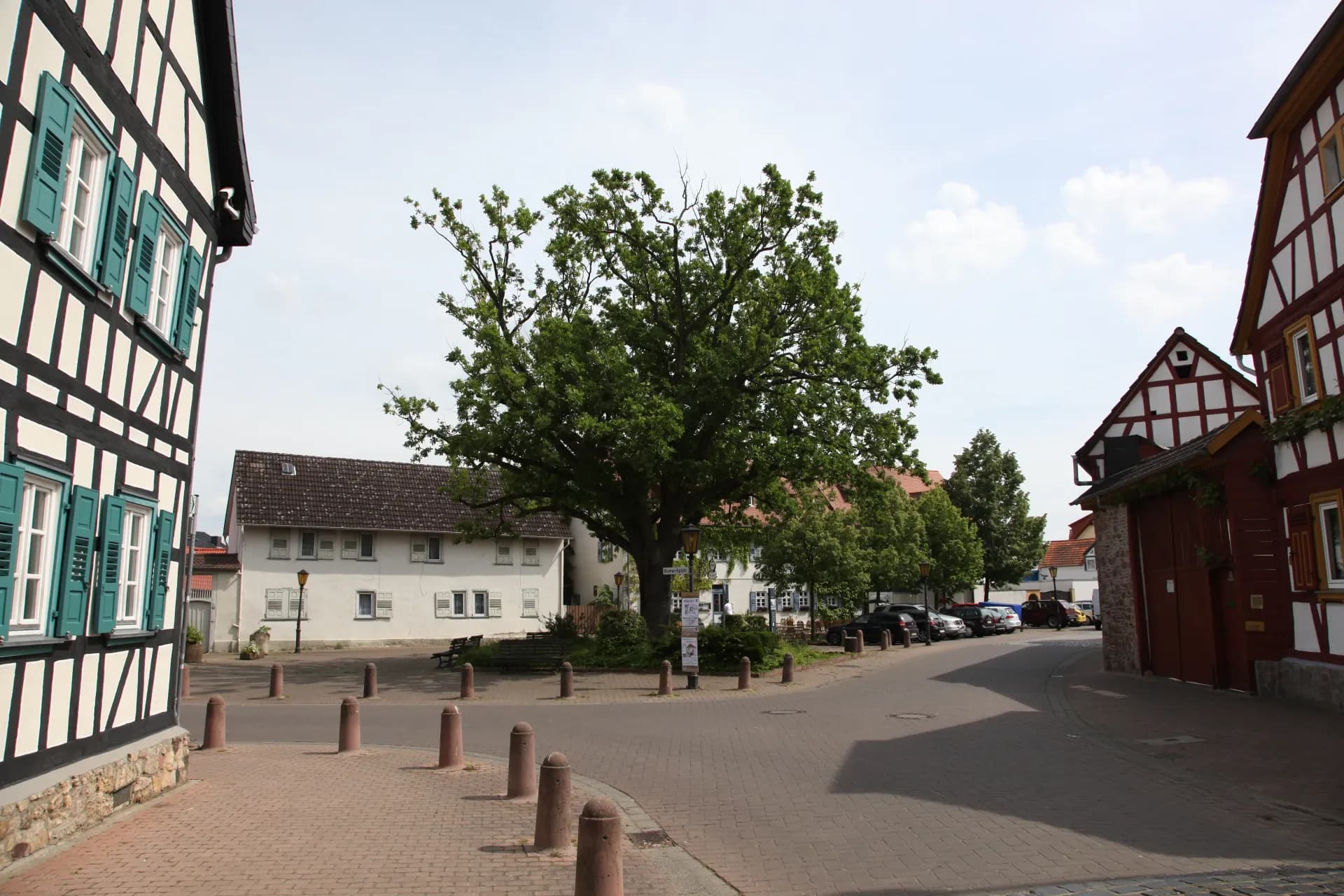 Bismarck-Eiche am Bismarckplatz in Rüsselsheim-Königstädten