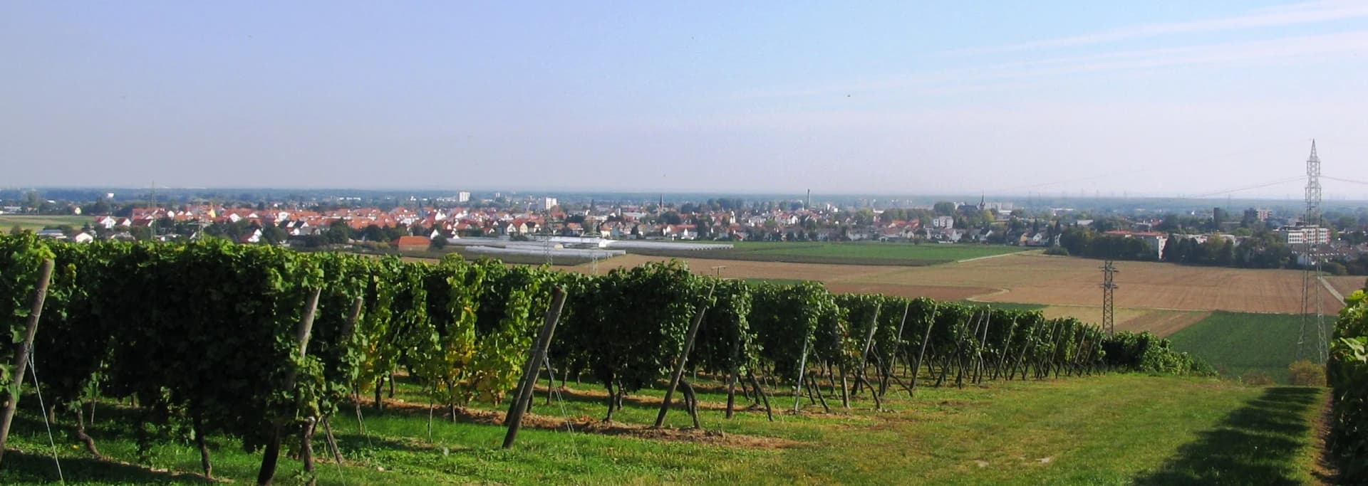 Blick von der Flörsheimer Warte über die Weinberge auf Flörsheim am Main