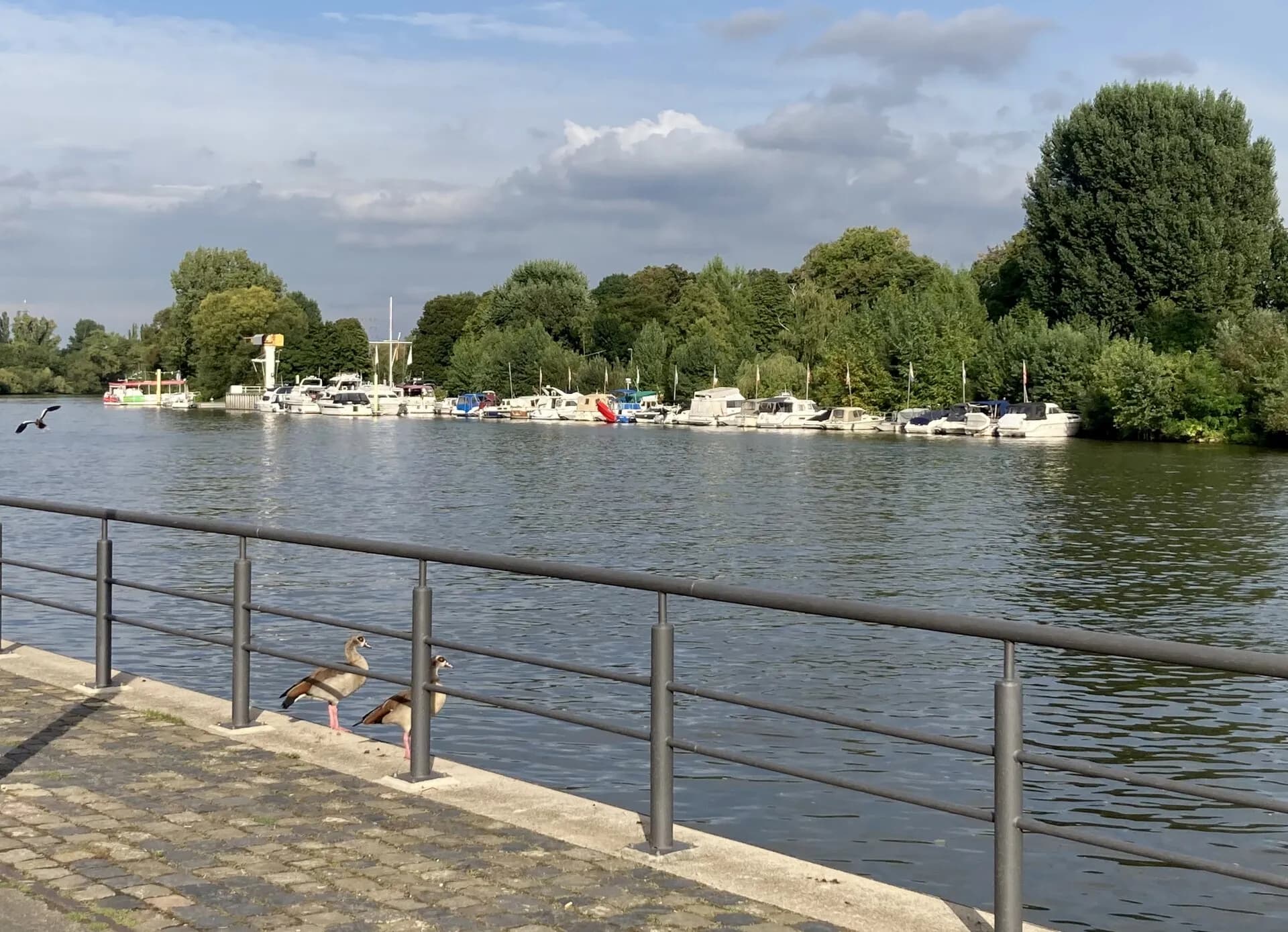Boote und Wasservögel auf dem Main bei Frankfurt
