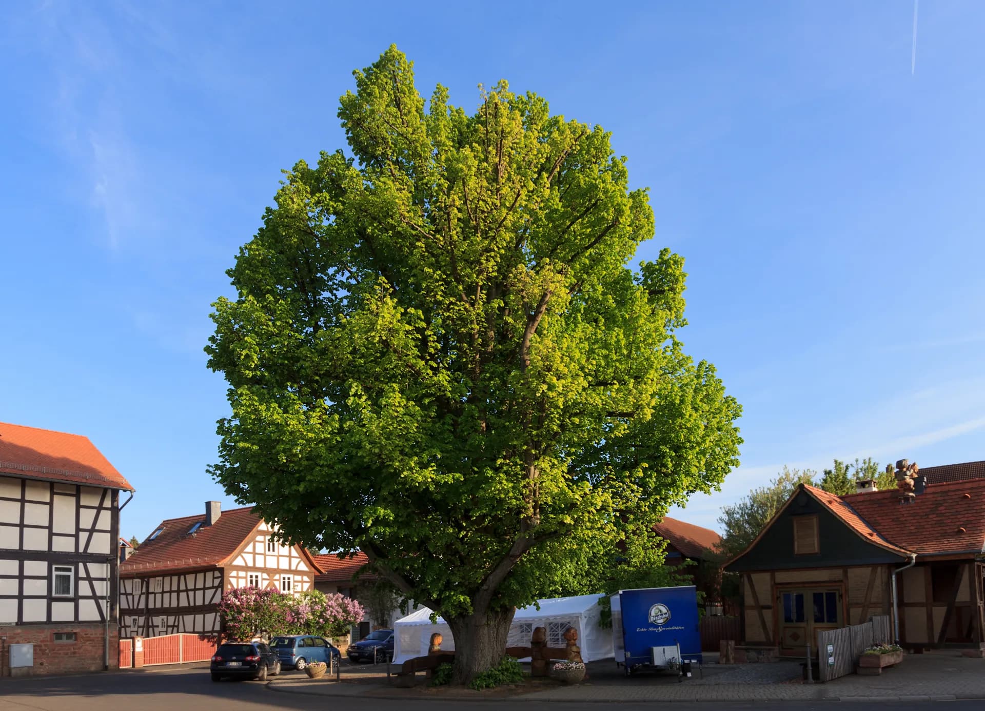 Linde am Backhaus in Büdingen-Calbach