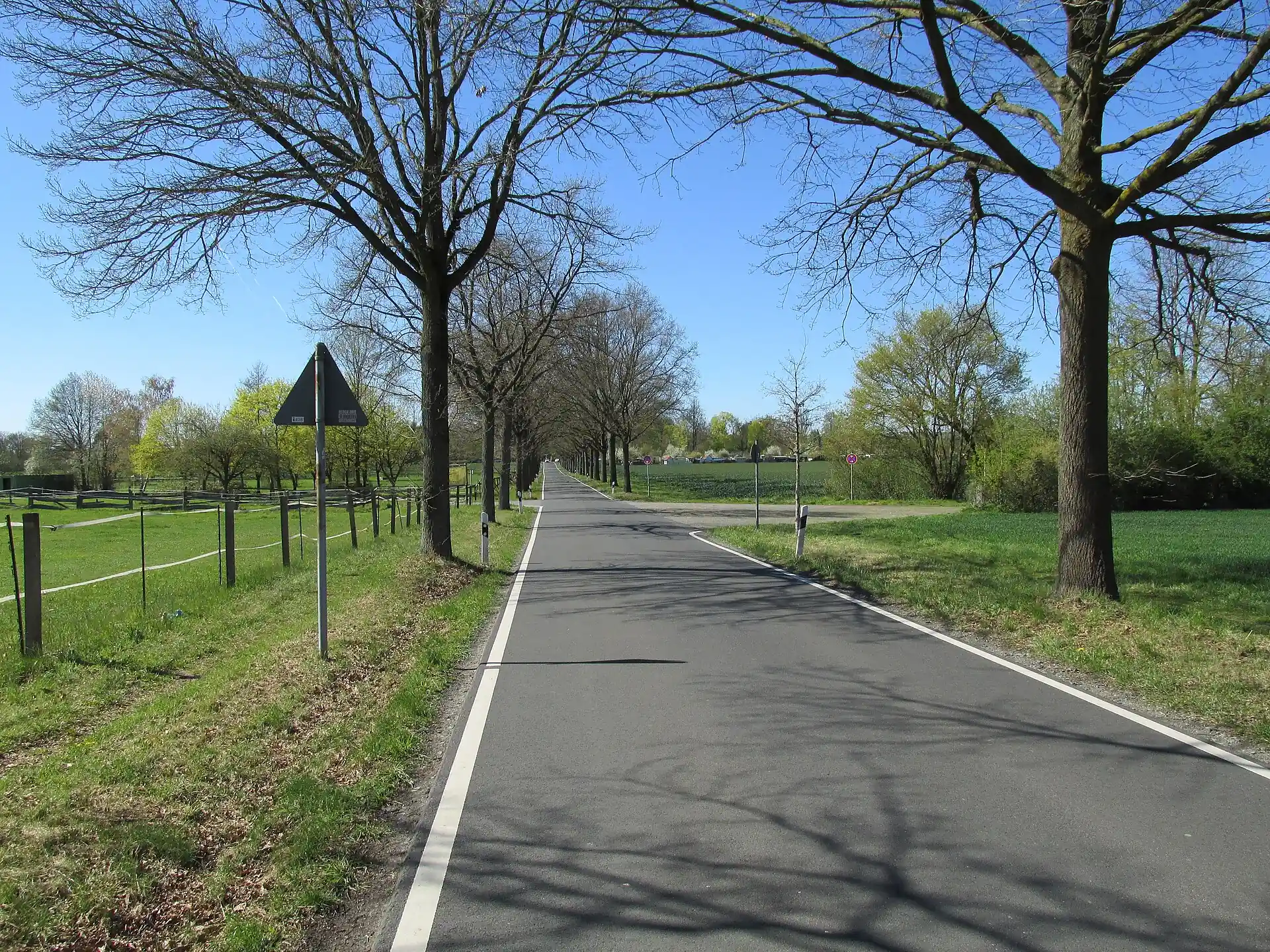 Baumallee an der Clara-Grein-Straße in Offenbach-Rumpenheim