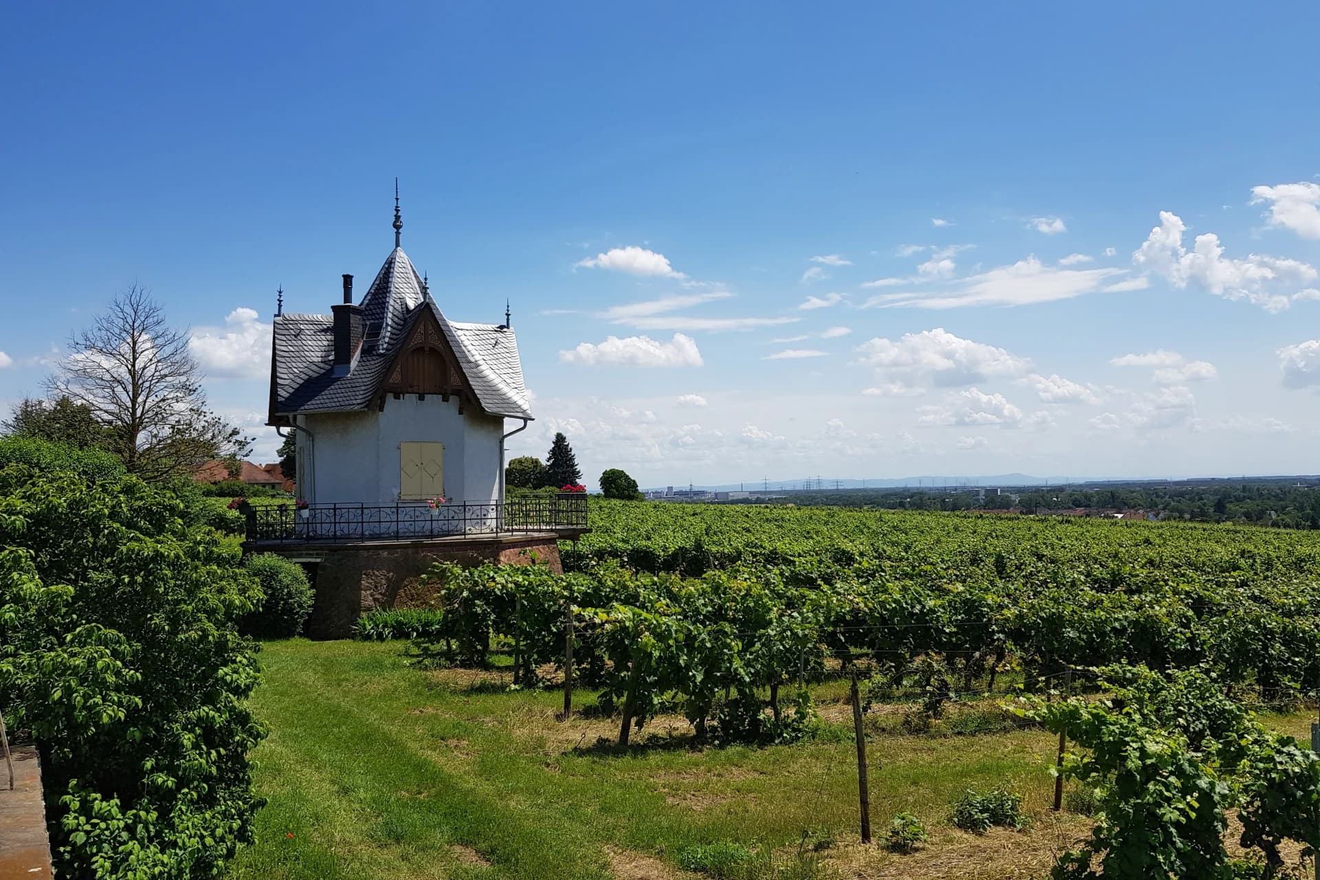 Daubhäuschen in den Weinbergen von Hochheim am Main