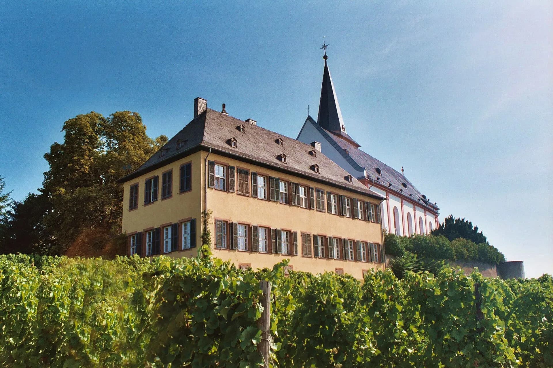 Blick über die Weinberge auf Domdechaney und Pfarrkirche in Hochheim am Main