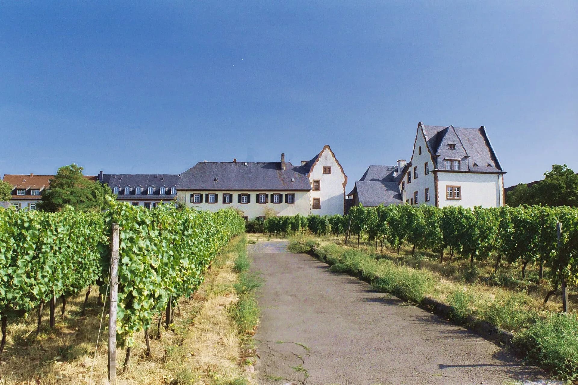 Weingut Domdechaney und seine Weinberglage in Hochheim am Main