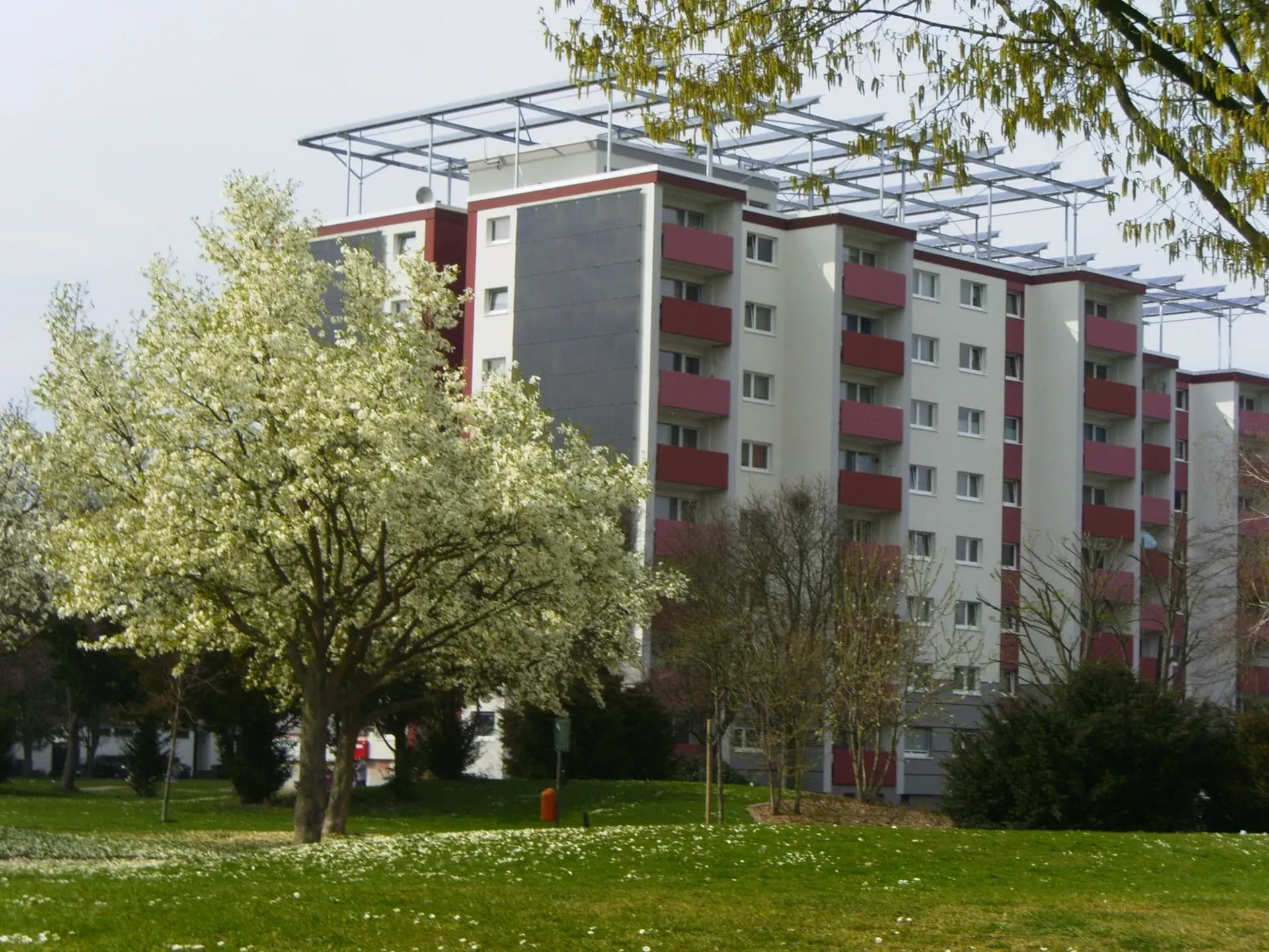 Wohnhochhaus hinter blühendem Baum an der Dresdener Straße in Hanau