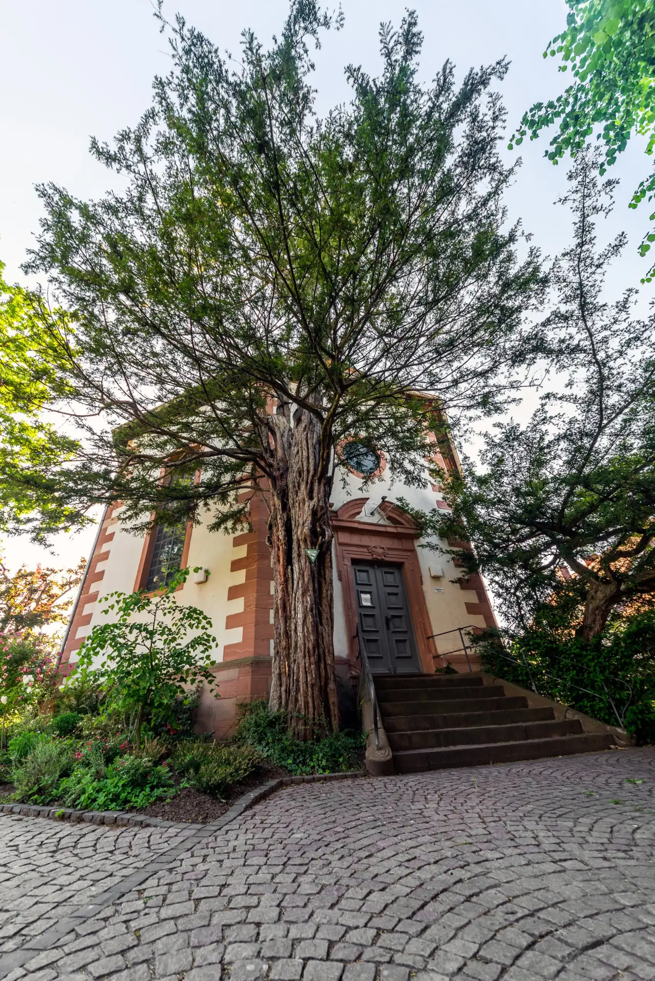 Eibe als Naturdenkmal an der Christuskirche in Dietzenbach
