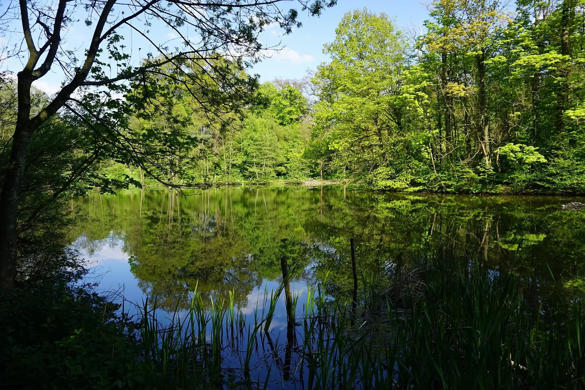 Weiher in der Fasanerie in Aschaffenburg