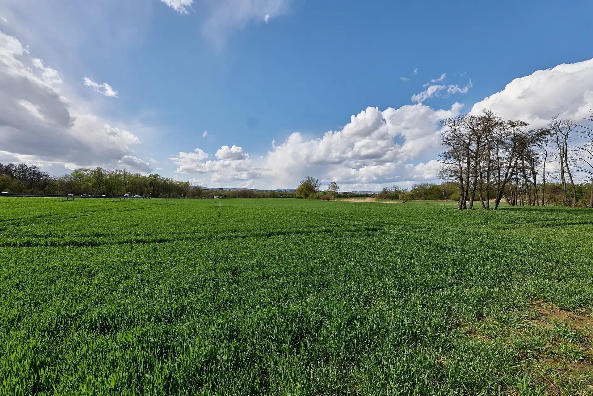 Feld mit Baumgruppe in Frankfurt Kalbach-Riedberg