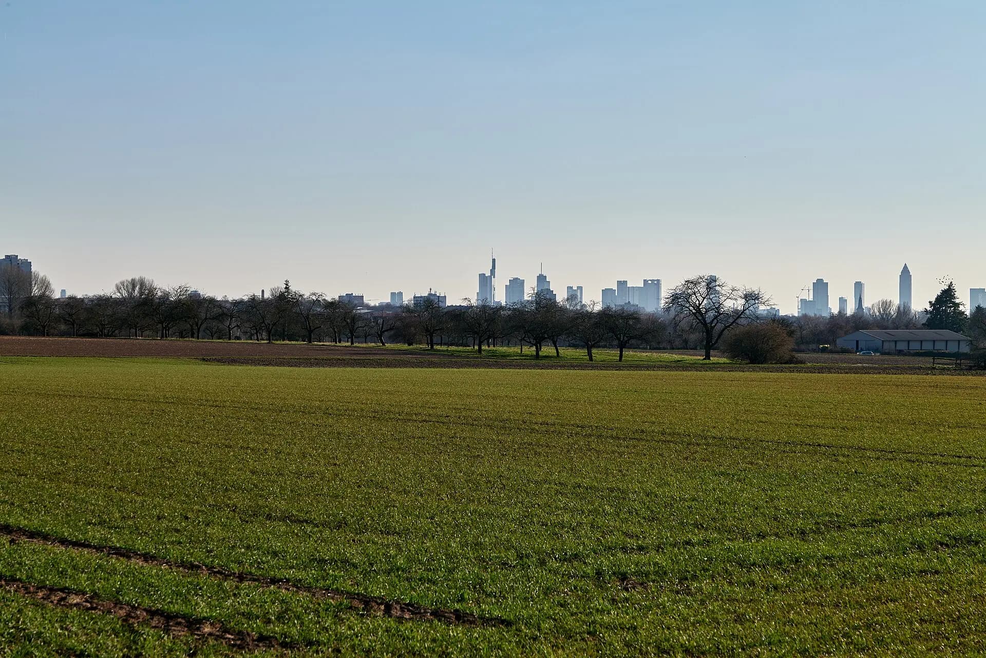 Felder vor der Frankfurter Skyline in Frankfurt Berkersheim