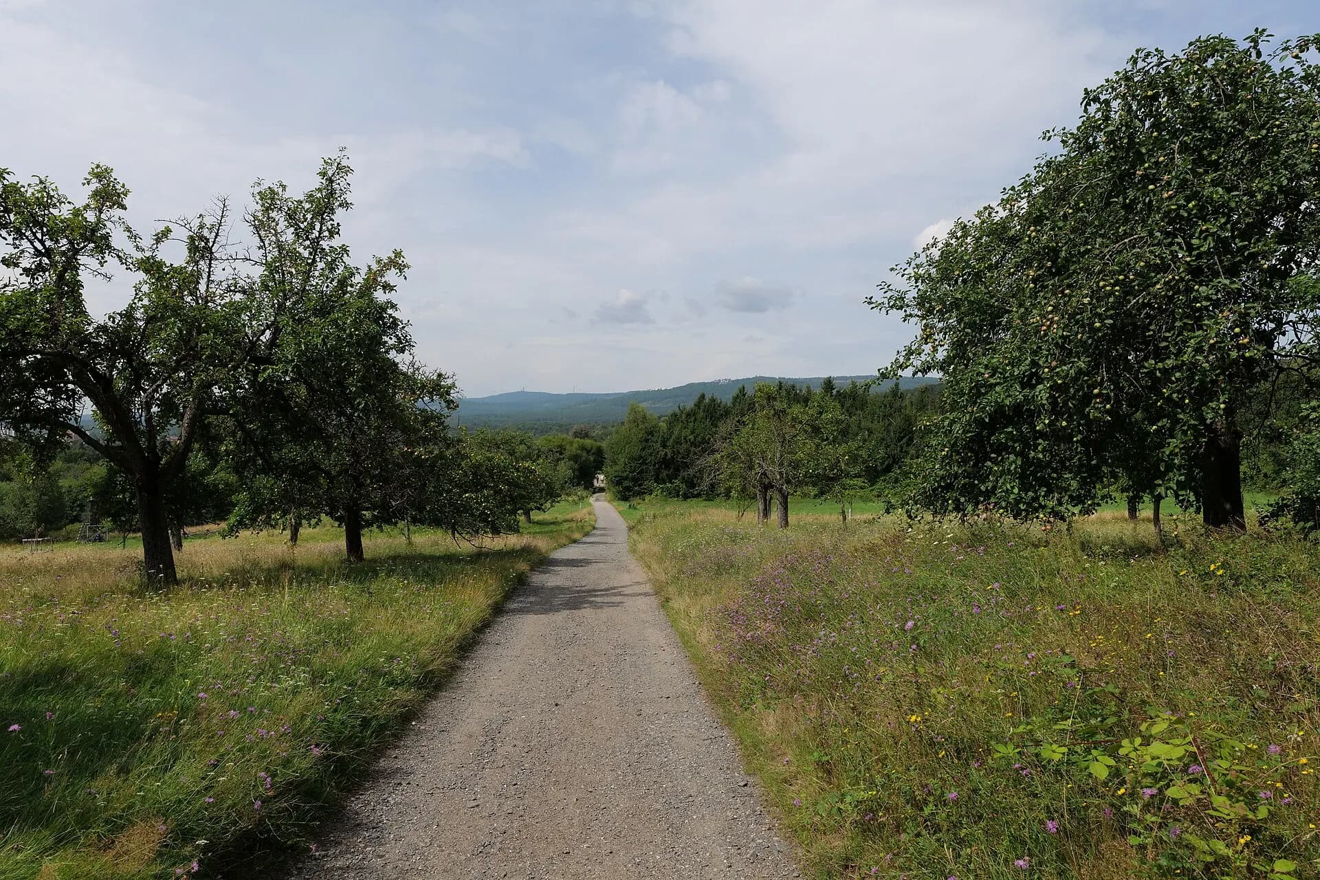 Feldweg zwischen Streuobstwiesen im Kirdorfer Feld in Bad Homburg-Kirdorf