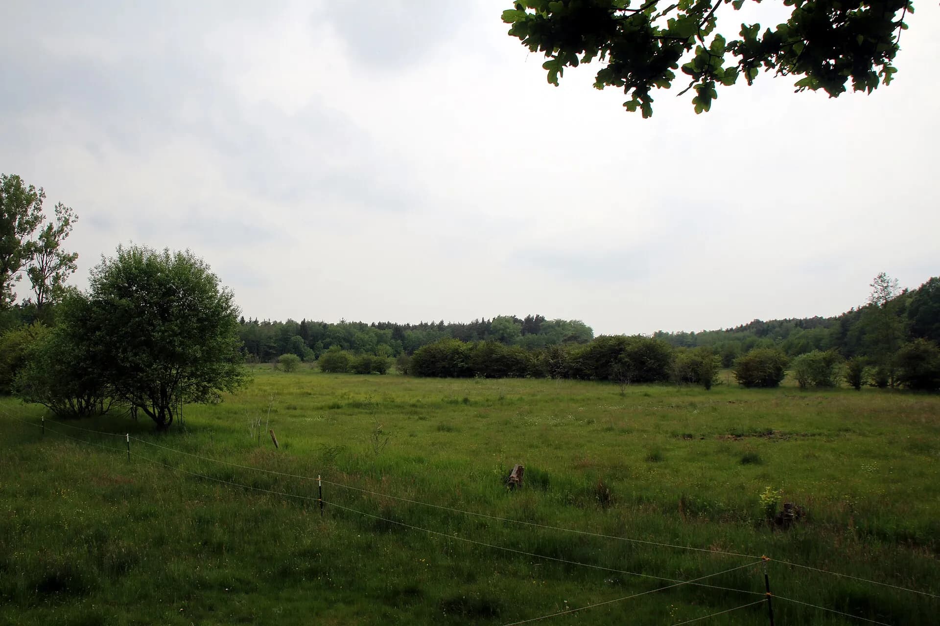 Fohlenweide bei Dieburg