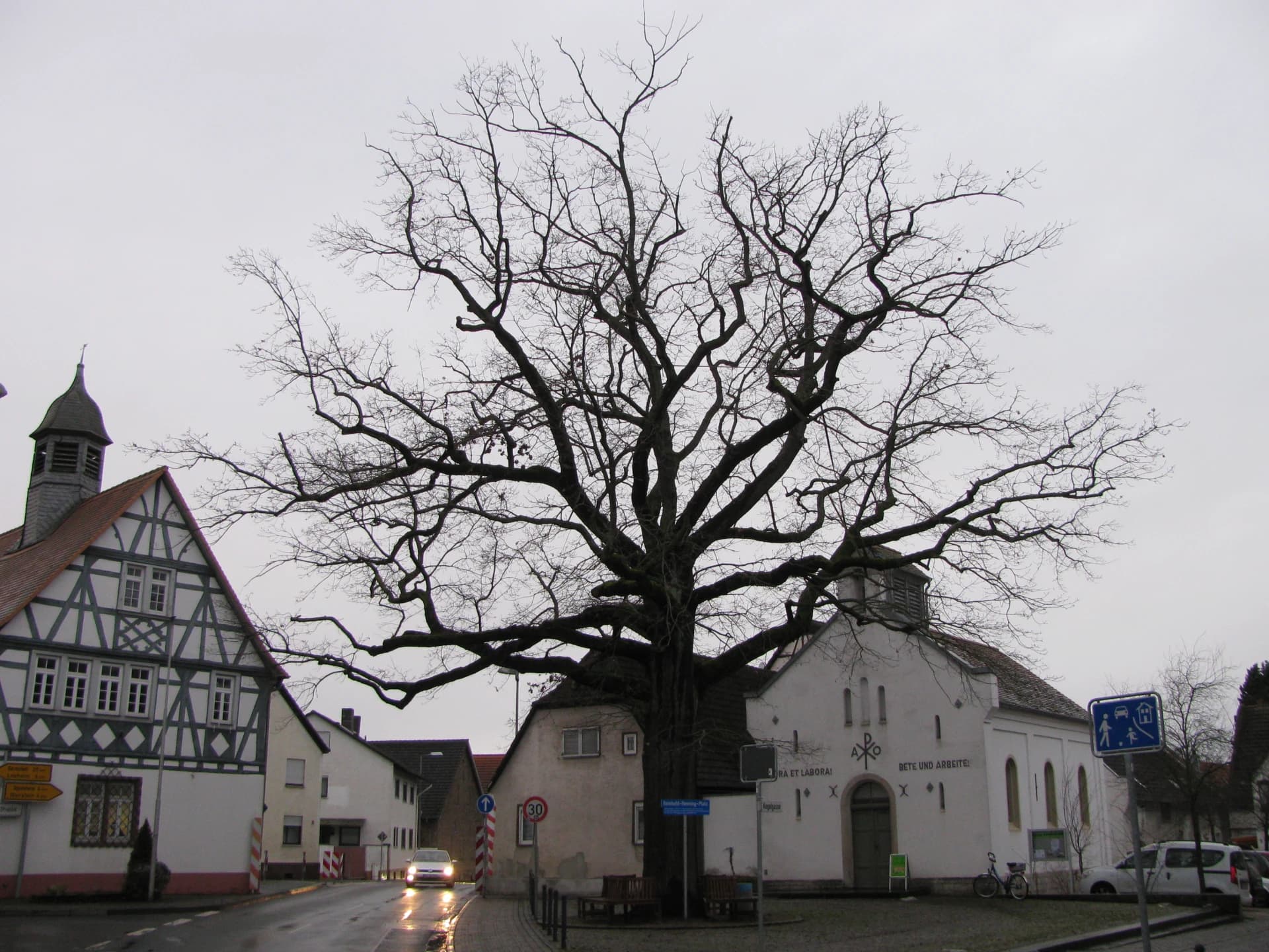 Friedenseiche in Trebur-Geinsheim