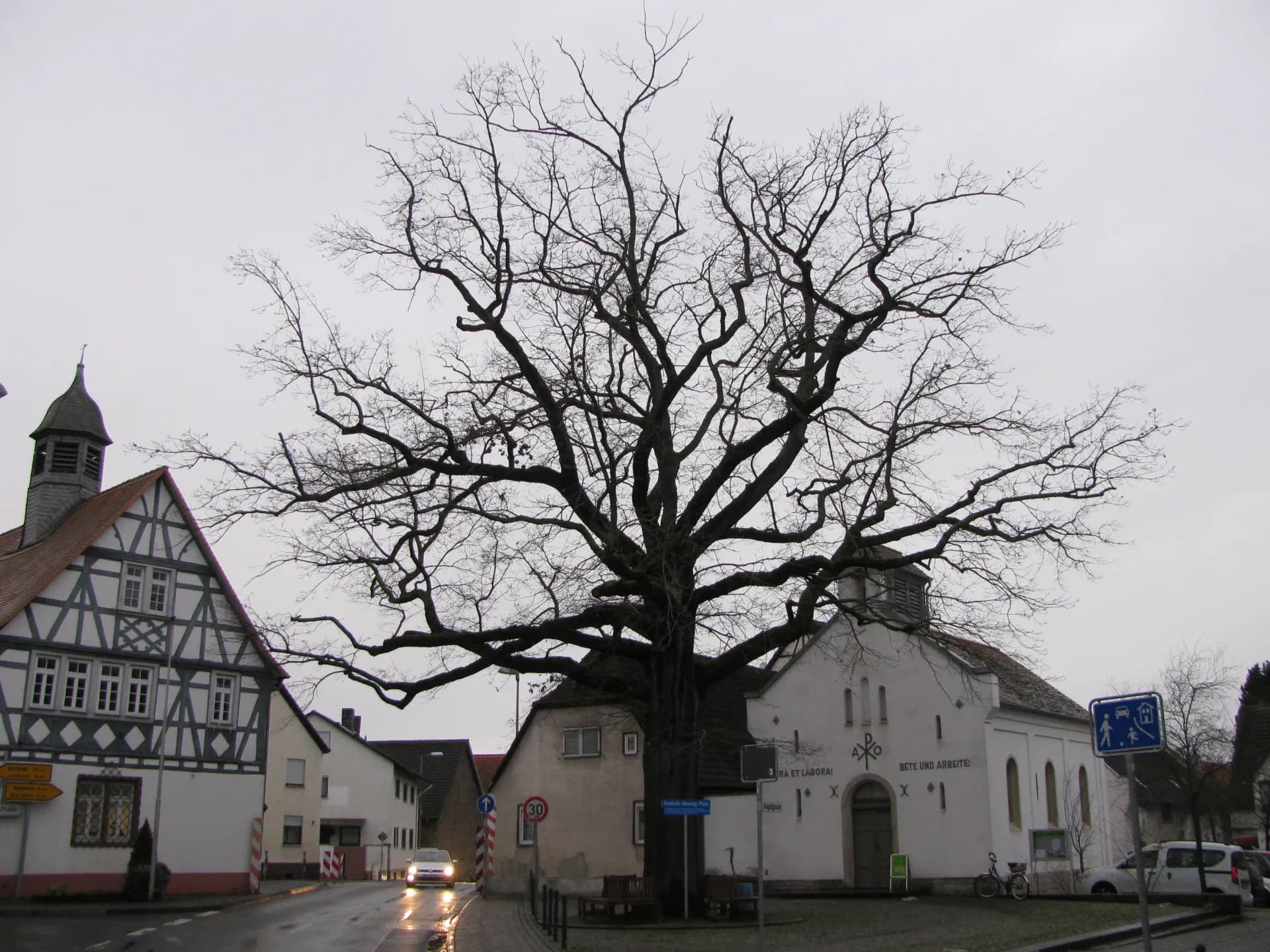 Friedenseiche in Trebur-Geinsheim