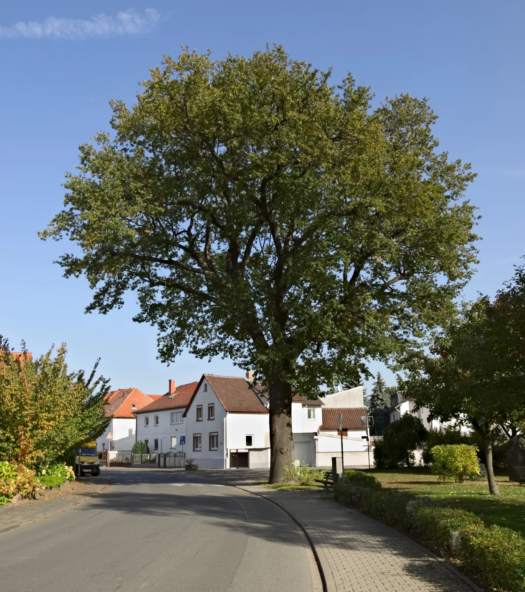 Friedenseiche in Hahn in Pfungstadt