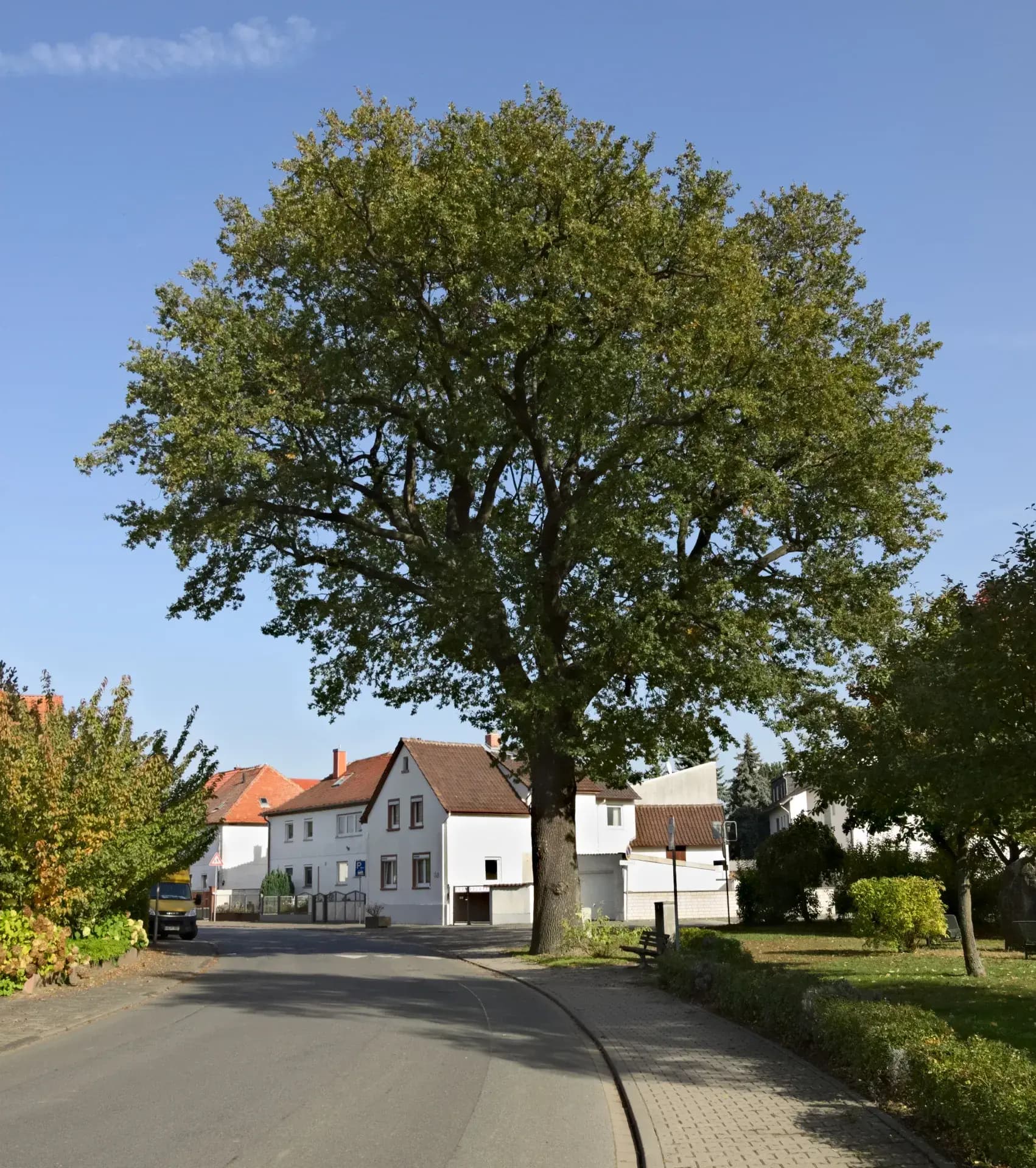 Friedenseiche in Hahn in Pfungstadt