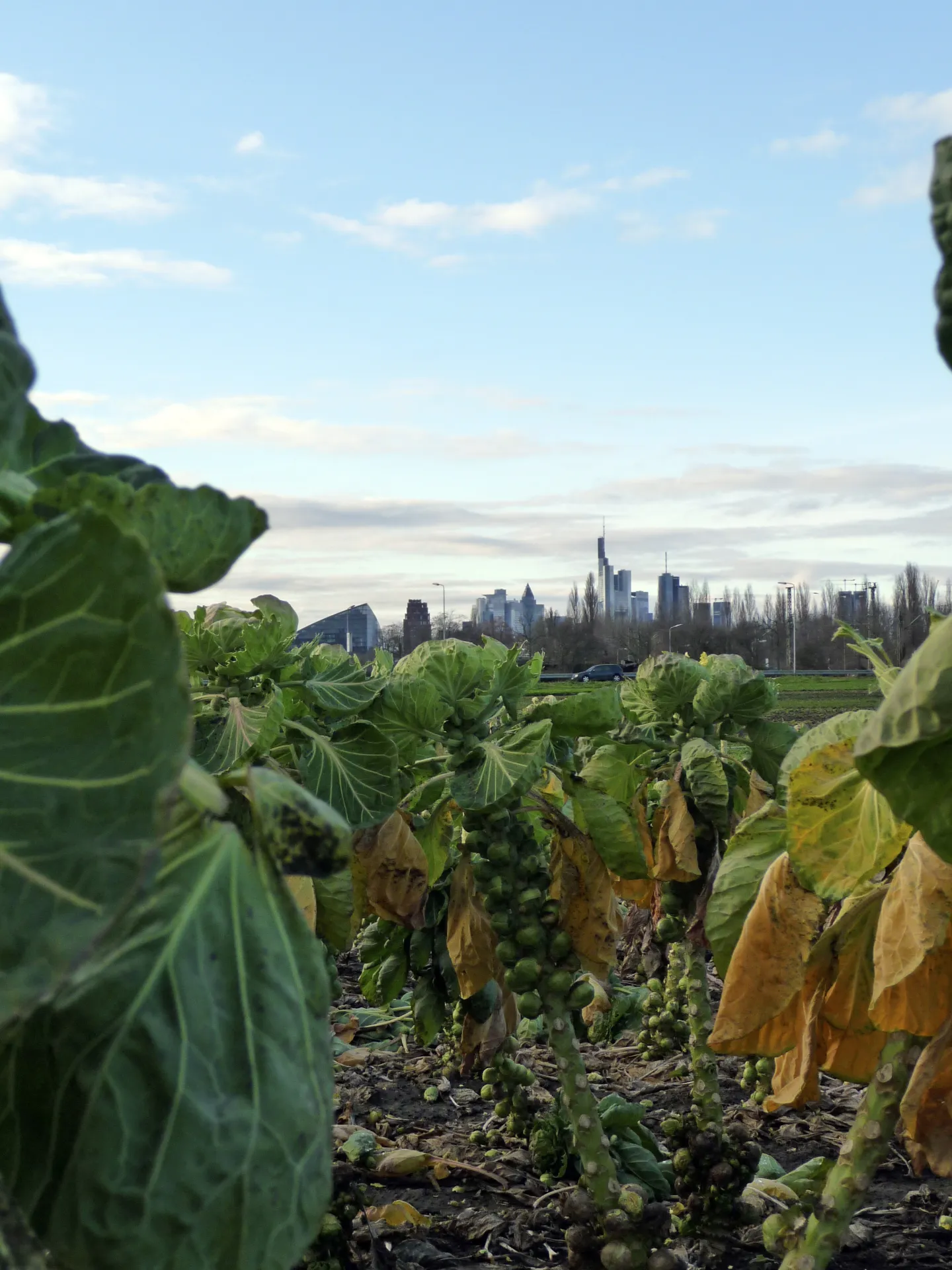 Gärtnerfeld vor der Frankfurter Skyline in Oberrad
