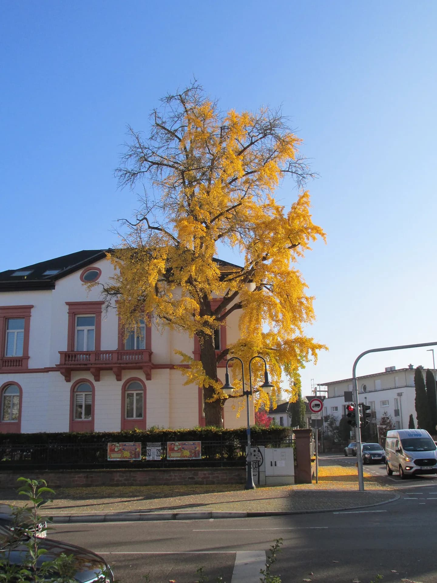 Herbstlicher Ginkgo vor einer Villa an der Philippsruher Allee in Hanau