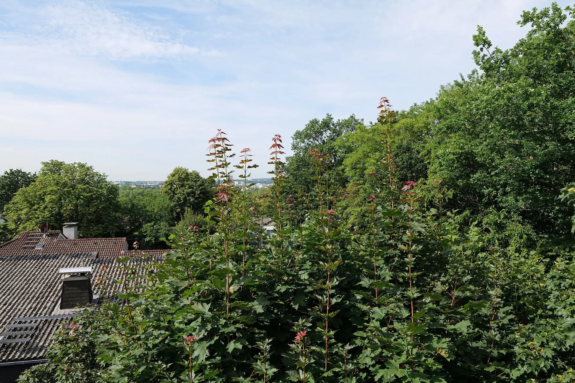Blick vom Ellerhöhturm über Bad Homburg-Gonzenheim