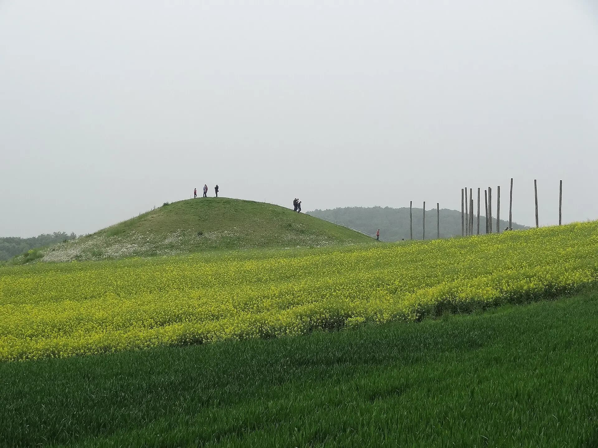 Grabhügel am Glauberg zwischen Rapsfeldern in Glauburg