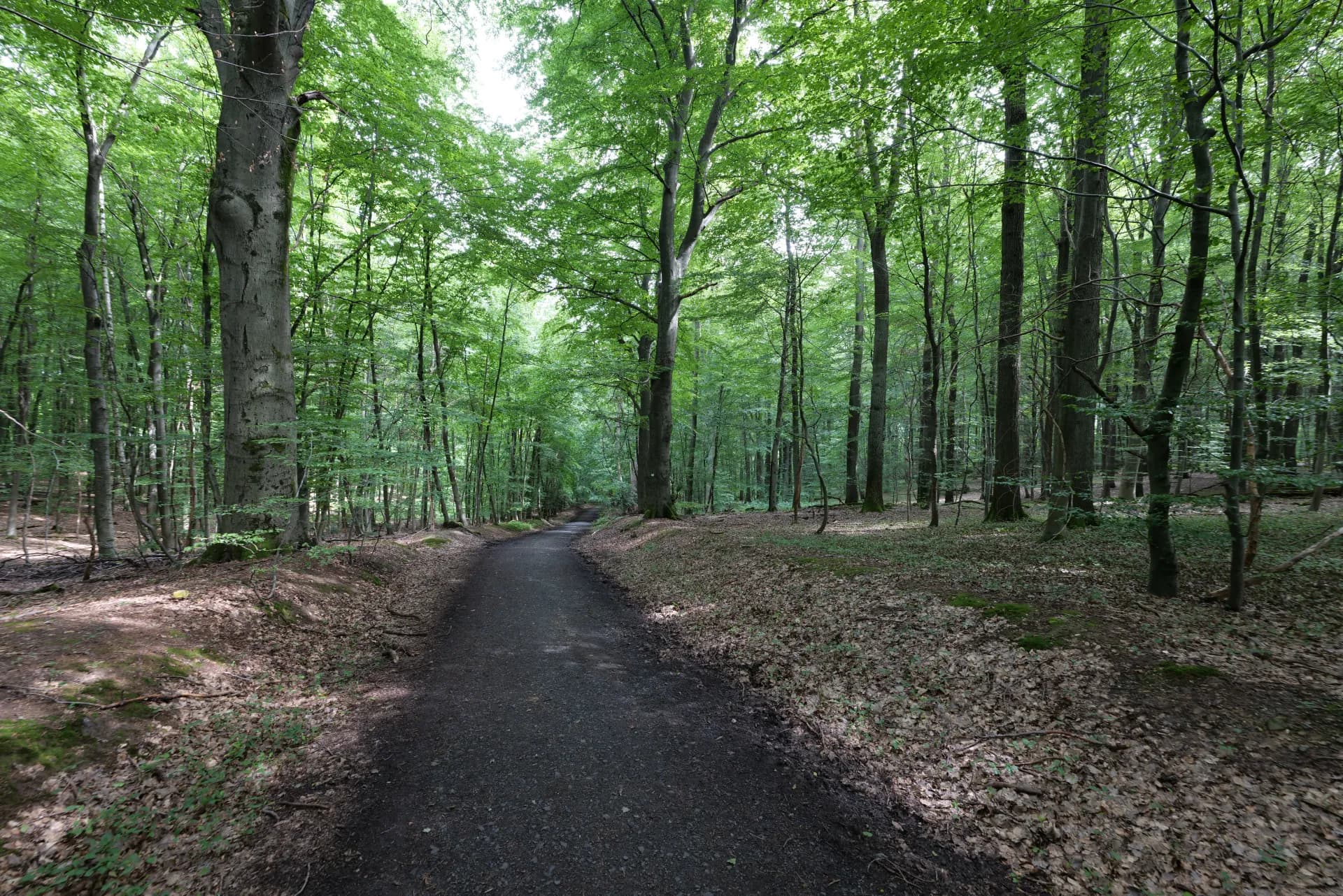 Waldweg im Hardtwald bei Bad Homburg