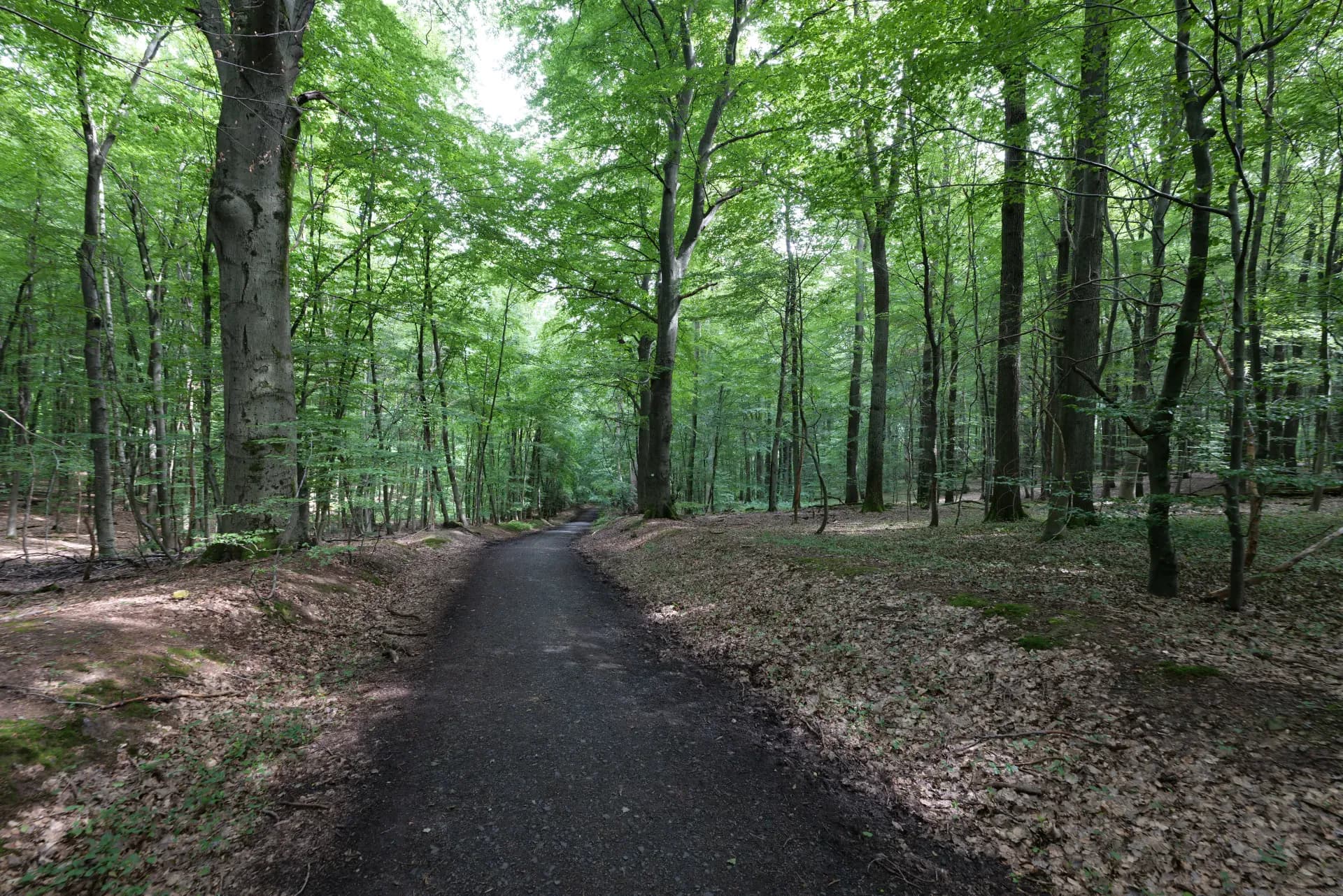 Waldweg im Hardtwald bei Bad Homburg