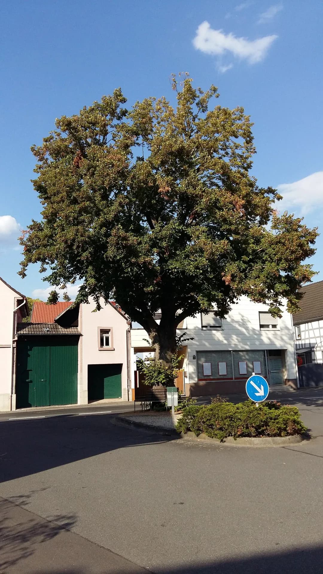Dorflinde in Babenhausen-Harpertshausen