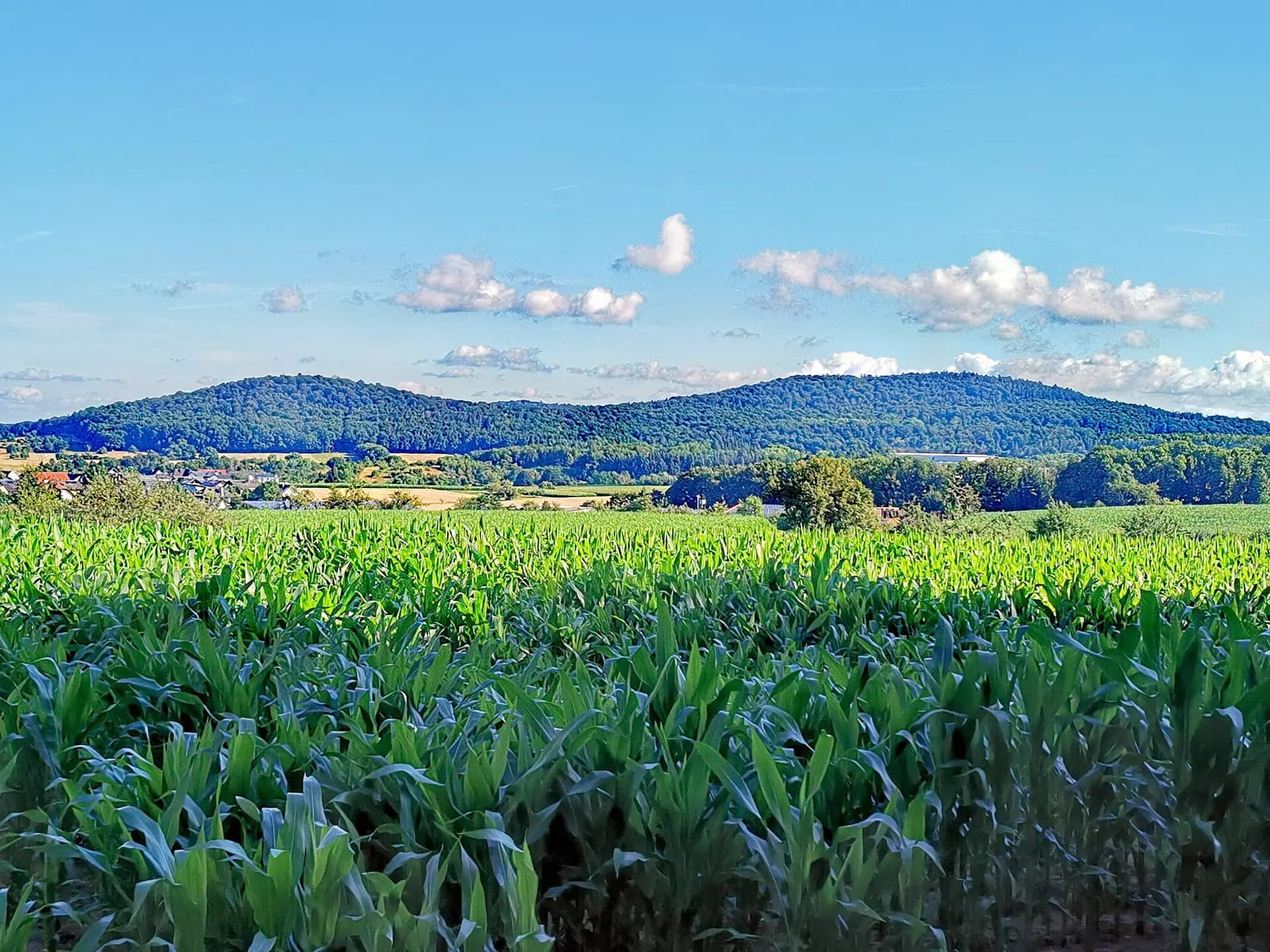 Niedermittlauer Heiligenkopf und Rauenberg bei Hasselroth