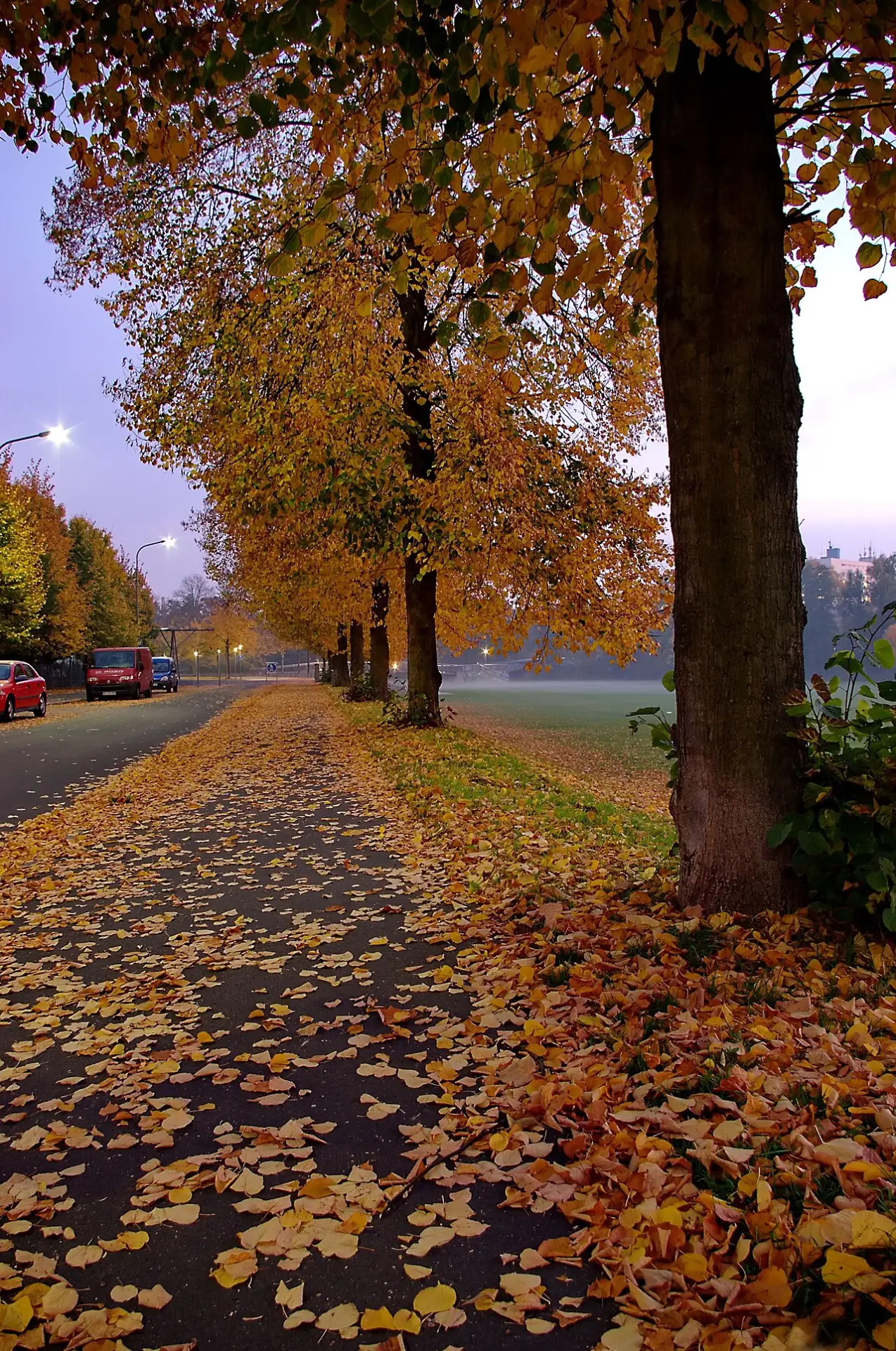Allee mit Herbstlaub in Hanau