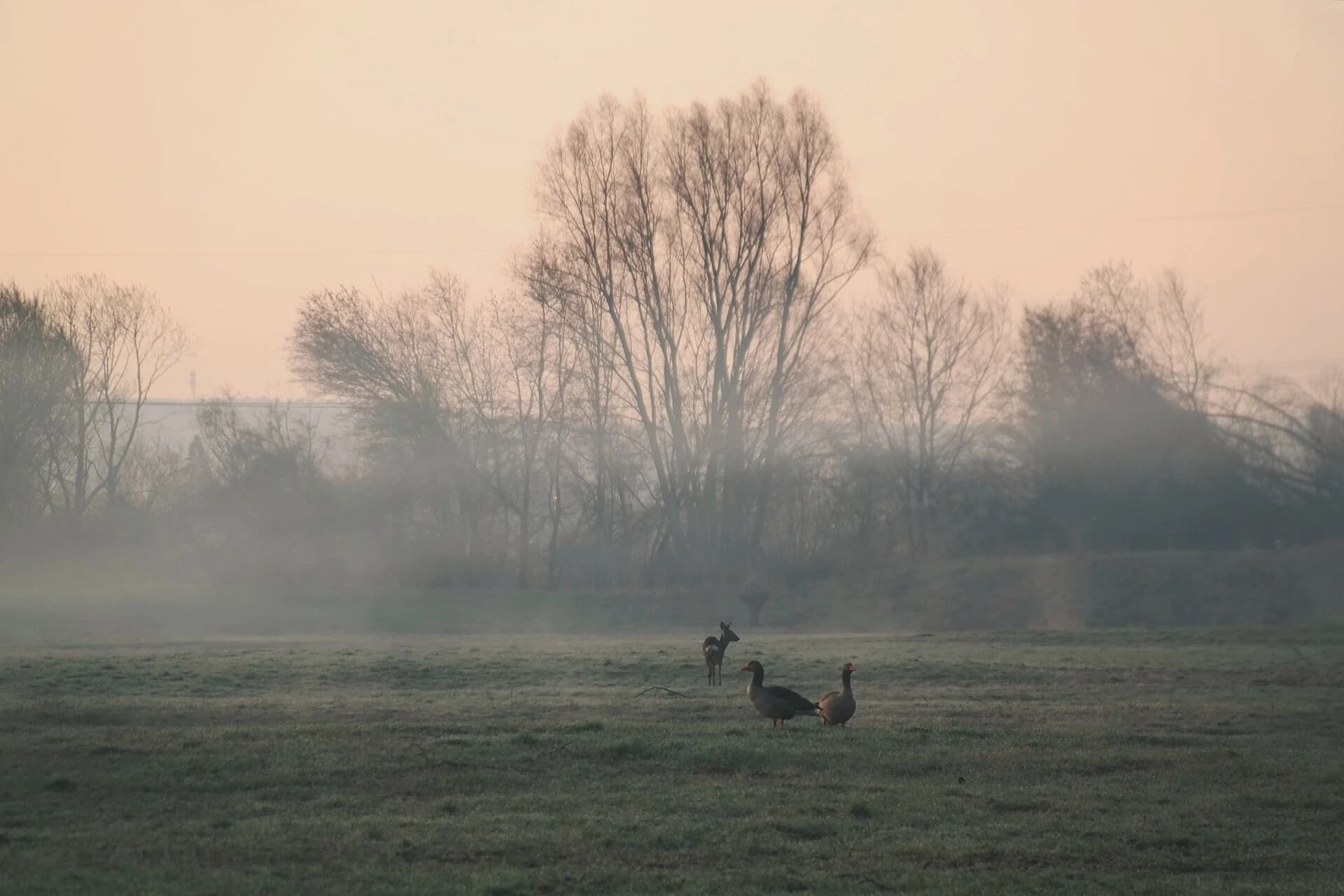 Hergershäuser Wiesen im Morgennebel bei Babenhausen