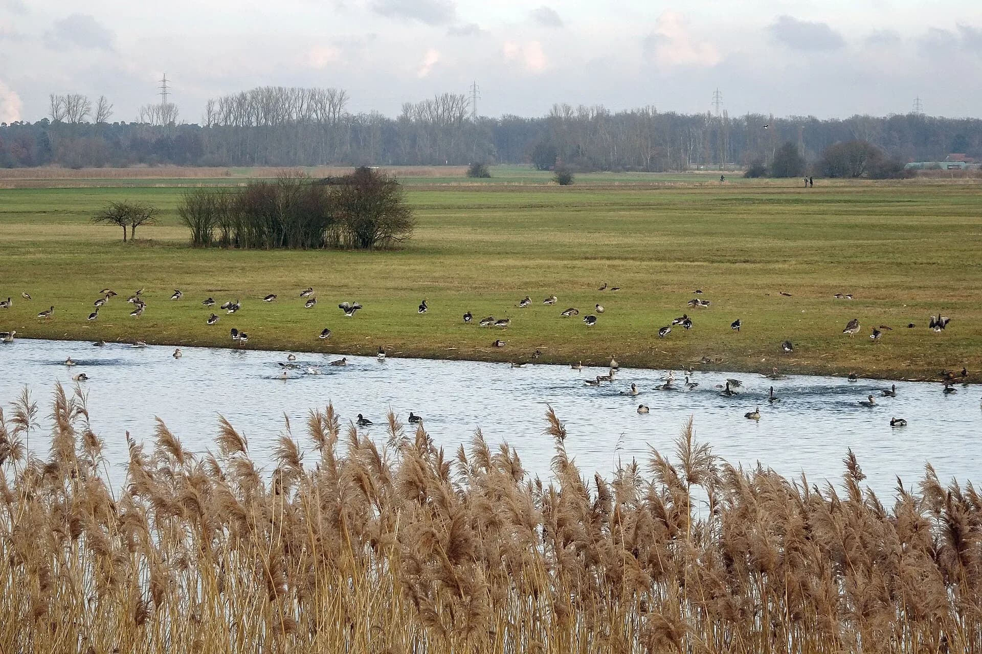 Wasservögel auf den Hergershäuser Wiesen bei Babenhausen