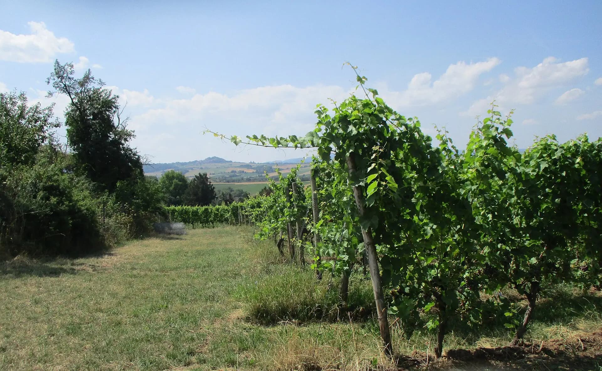 Weinberg am Herrnberg in Groß-Umstadt