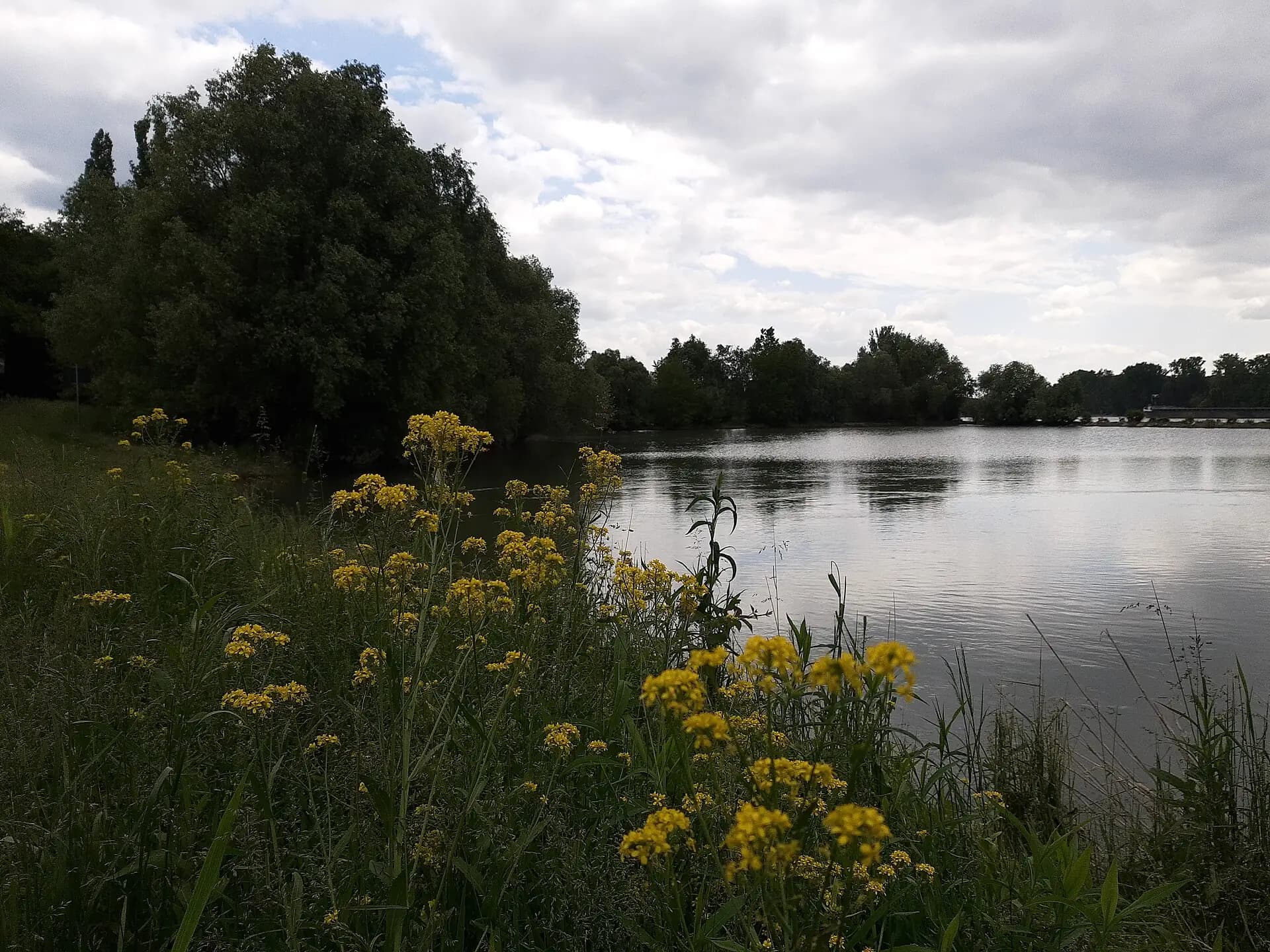 Rheinufer am Lercher Loch bei Trebur-Hessenaue