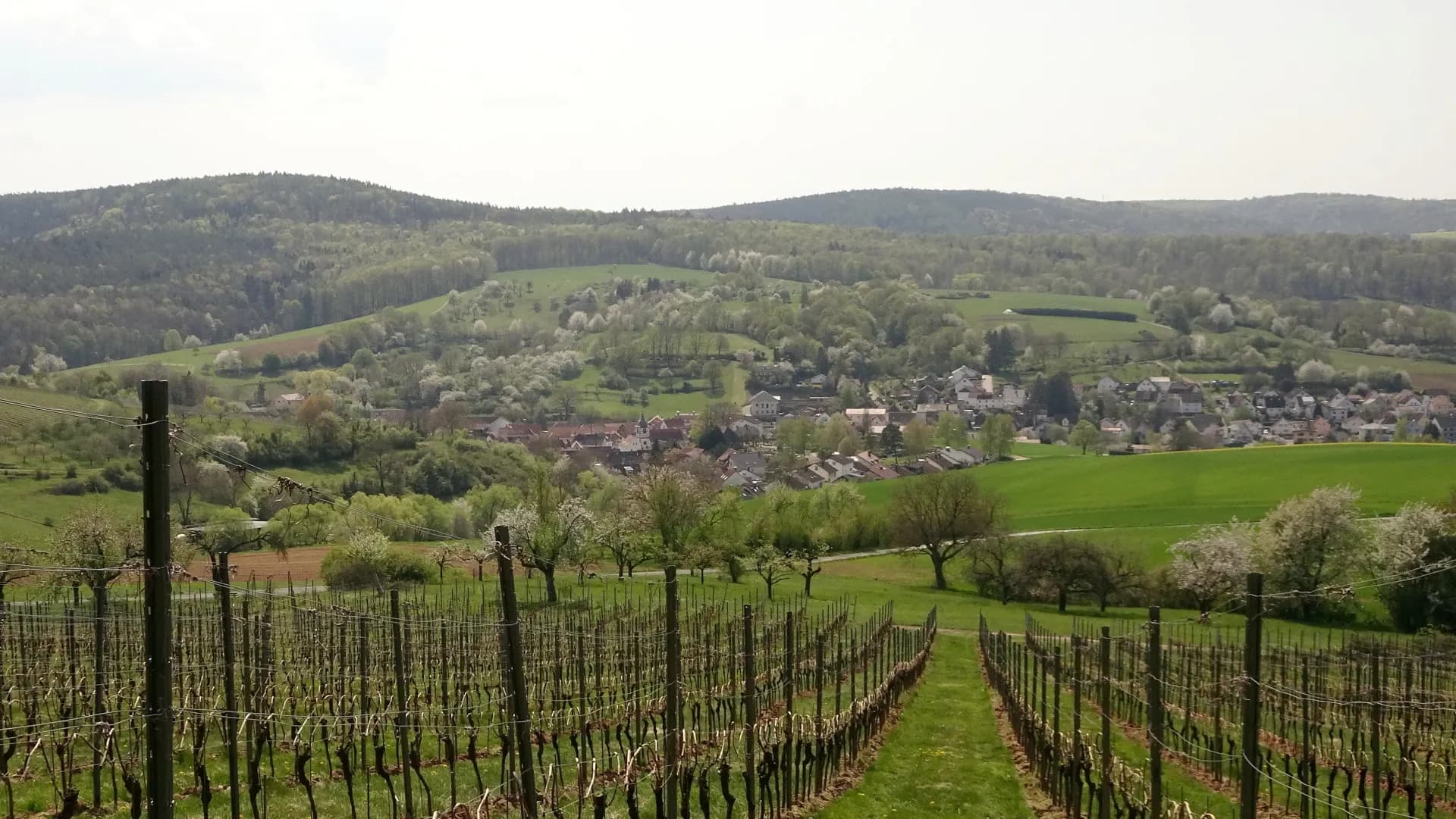 Blick über die Weinberge auf Heubach