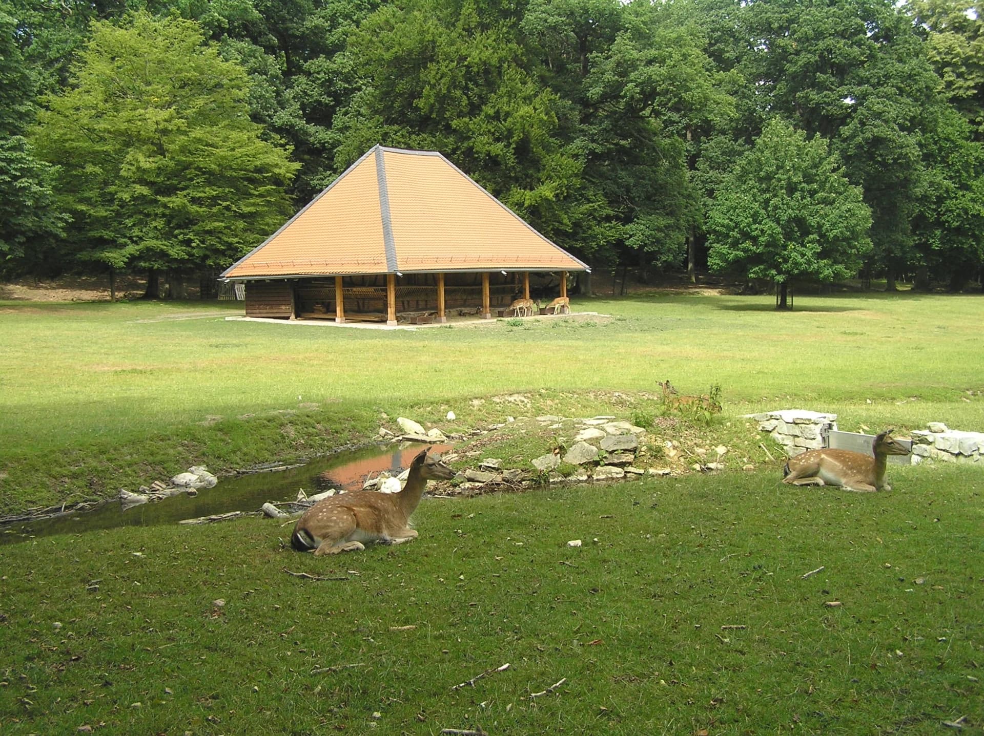 Rehe im Hirschgarten von Bad Homburg