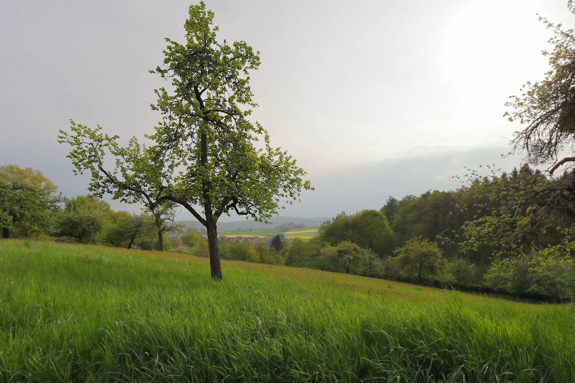 Streuobstwiese mit einzelnem Baum und Blick über die Landschaft bei Hösbach