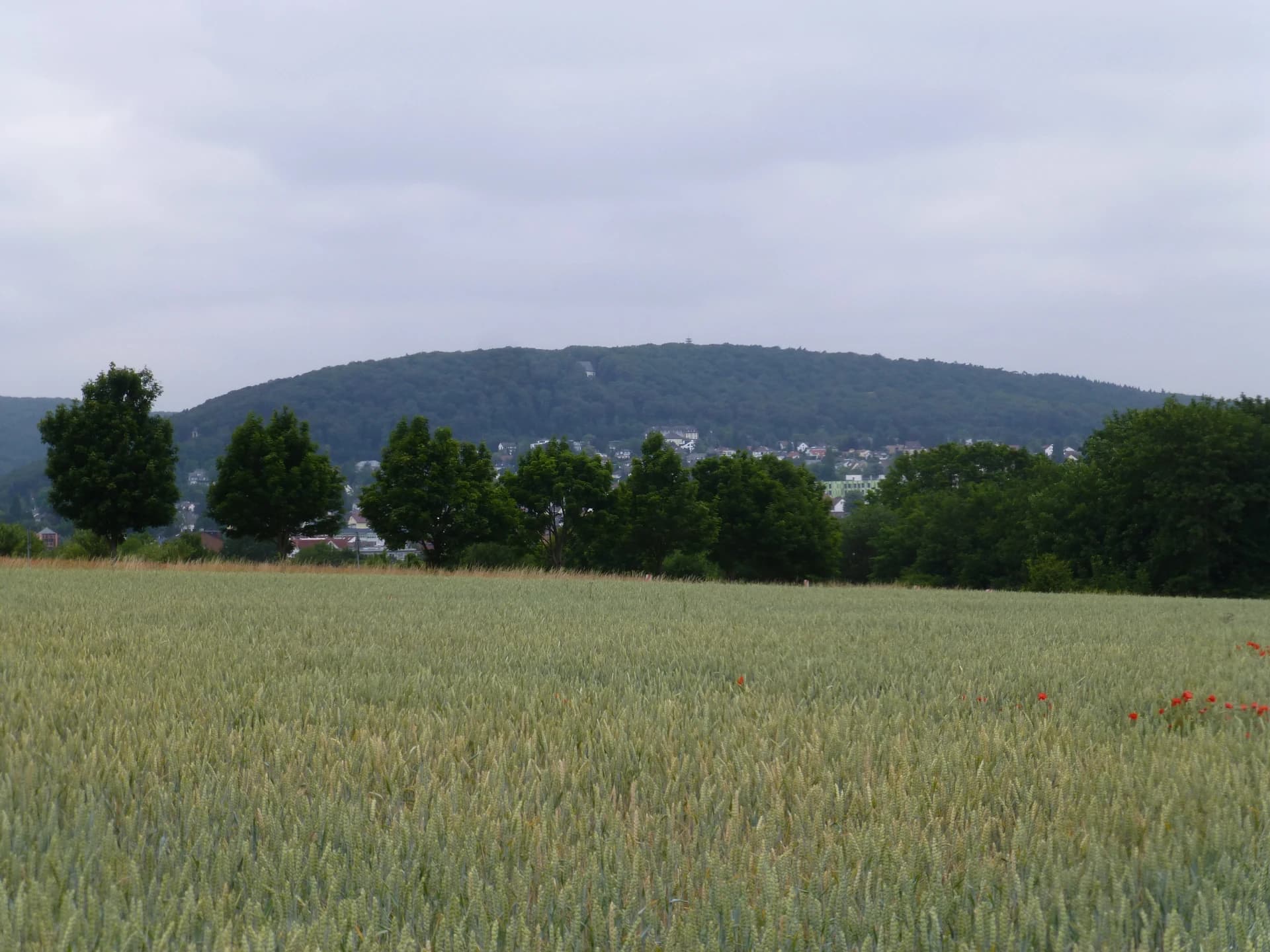 Blick über die Felder zum Kapellenberg bei Hofheim am Taunus