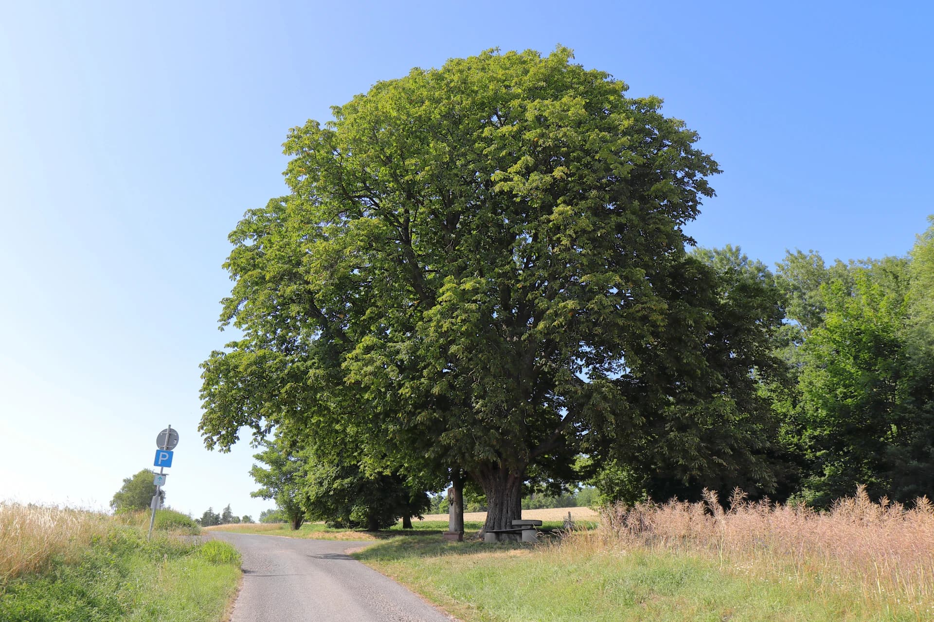 Naturdenkmal Kastanienbaum an einem Feldweg in Laufach