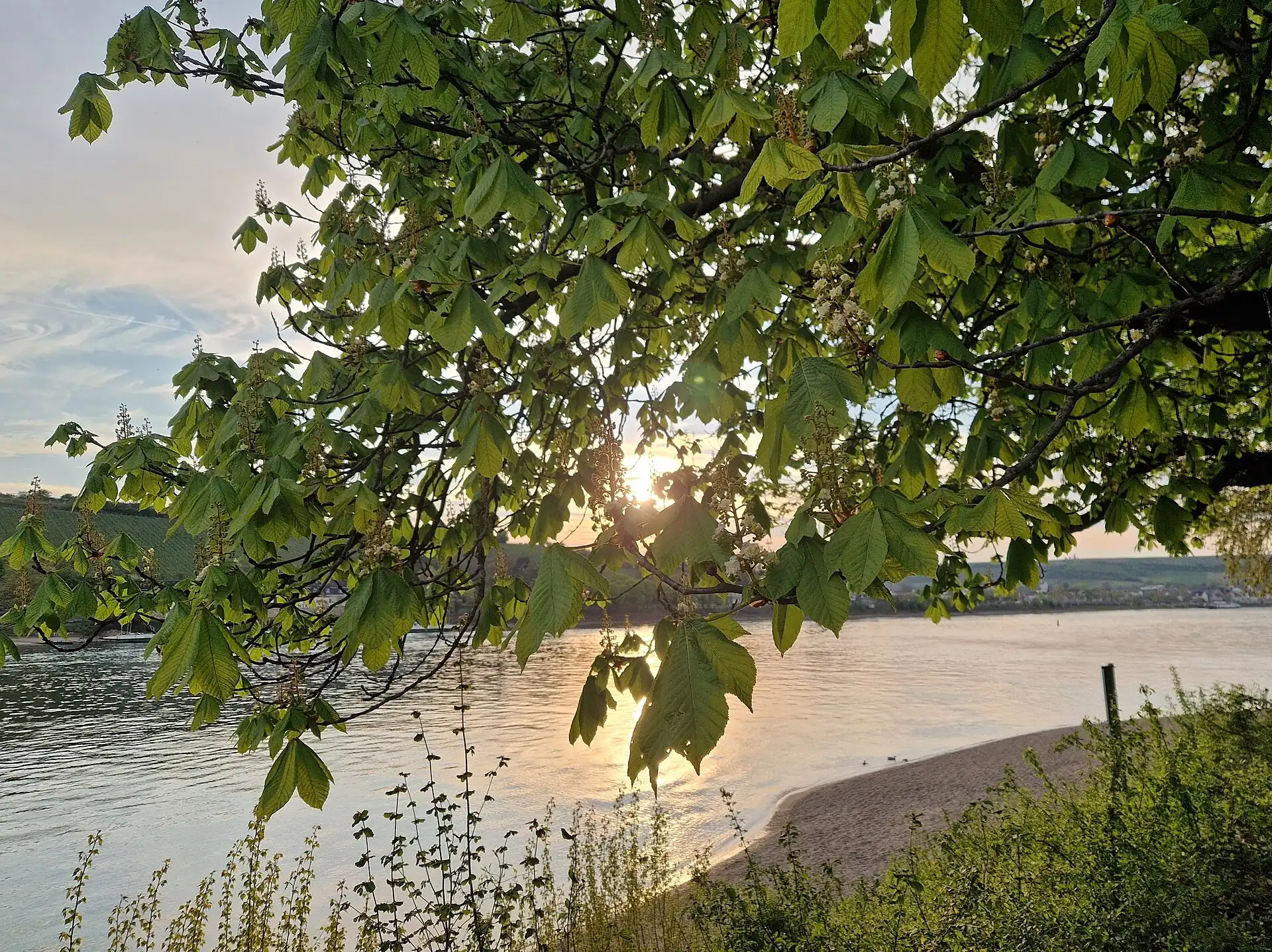 Kastanienblüten am Rheinufer bei Trebur