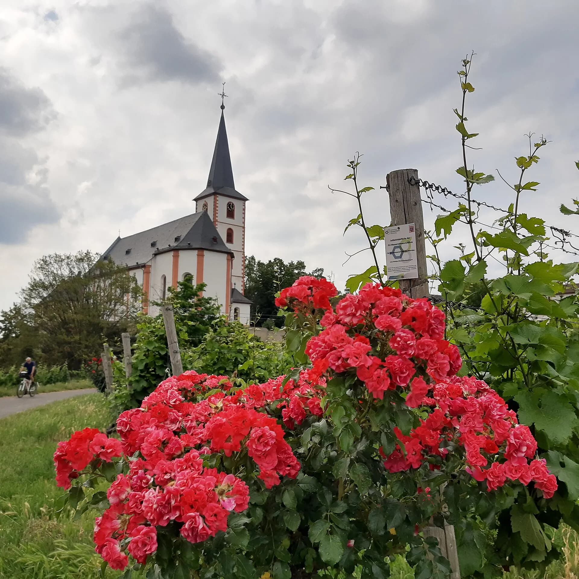 Pfarrkirche Sankt Peter und Paul hinter blühenden Rosen in Hochheim am Main