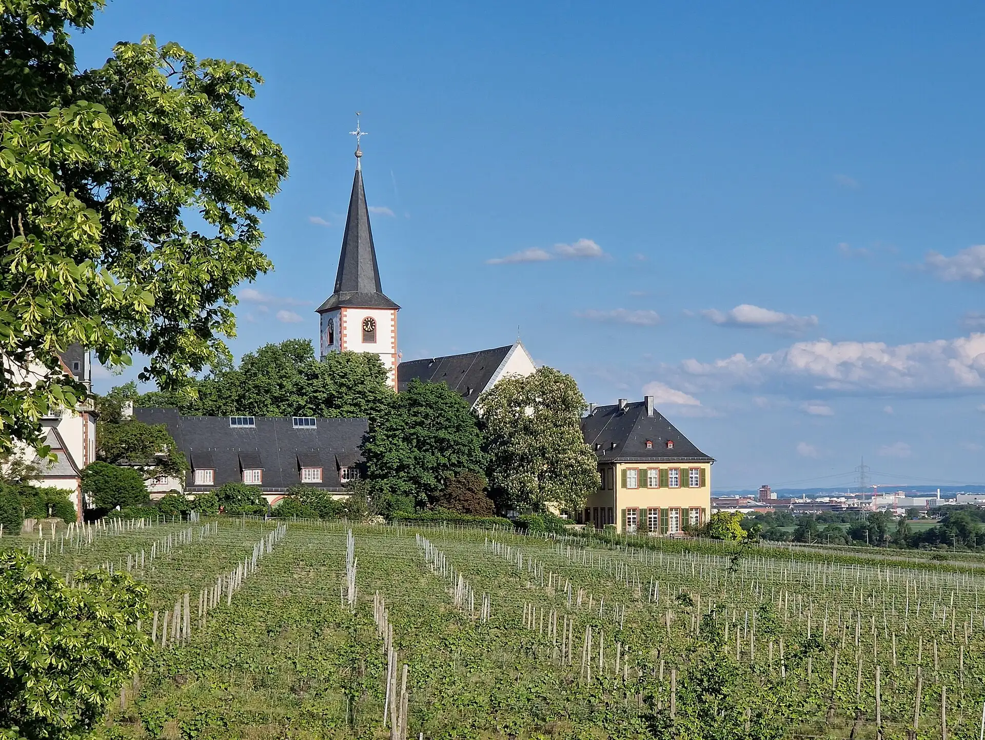 Pfarrkirche Sankt Peter und Paul über dem sommerlichen Weinberg in Hochheim am Main