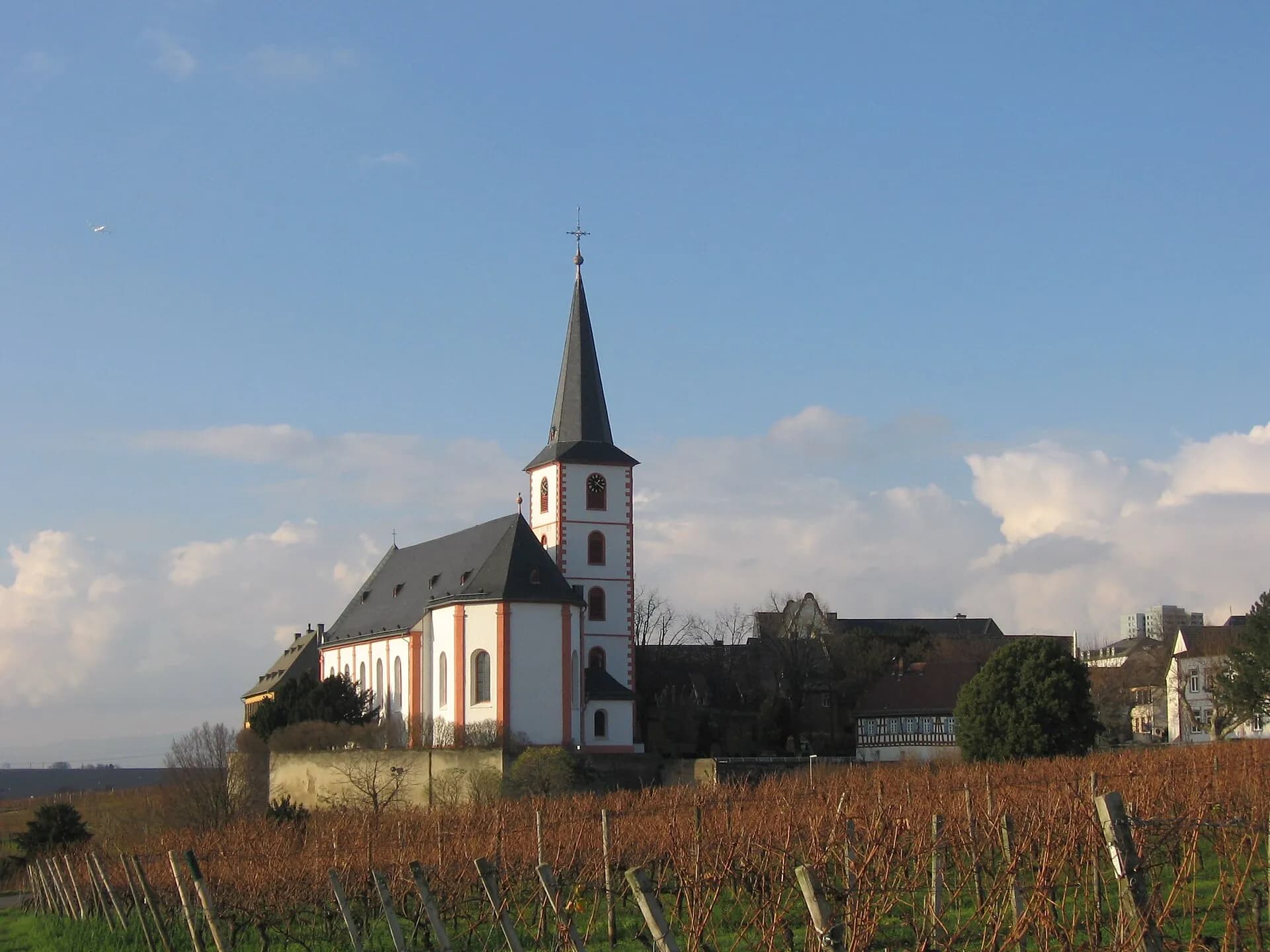 Pfarrkirche Sankt Peter und Paul über den Rebzeilen in Hochheim am Main